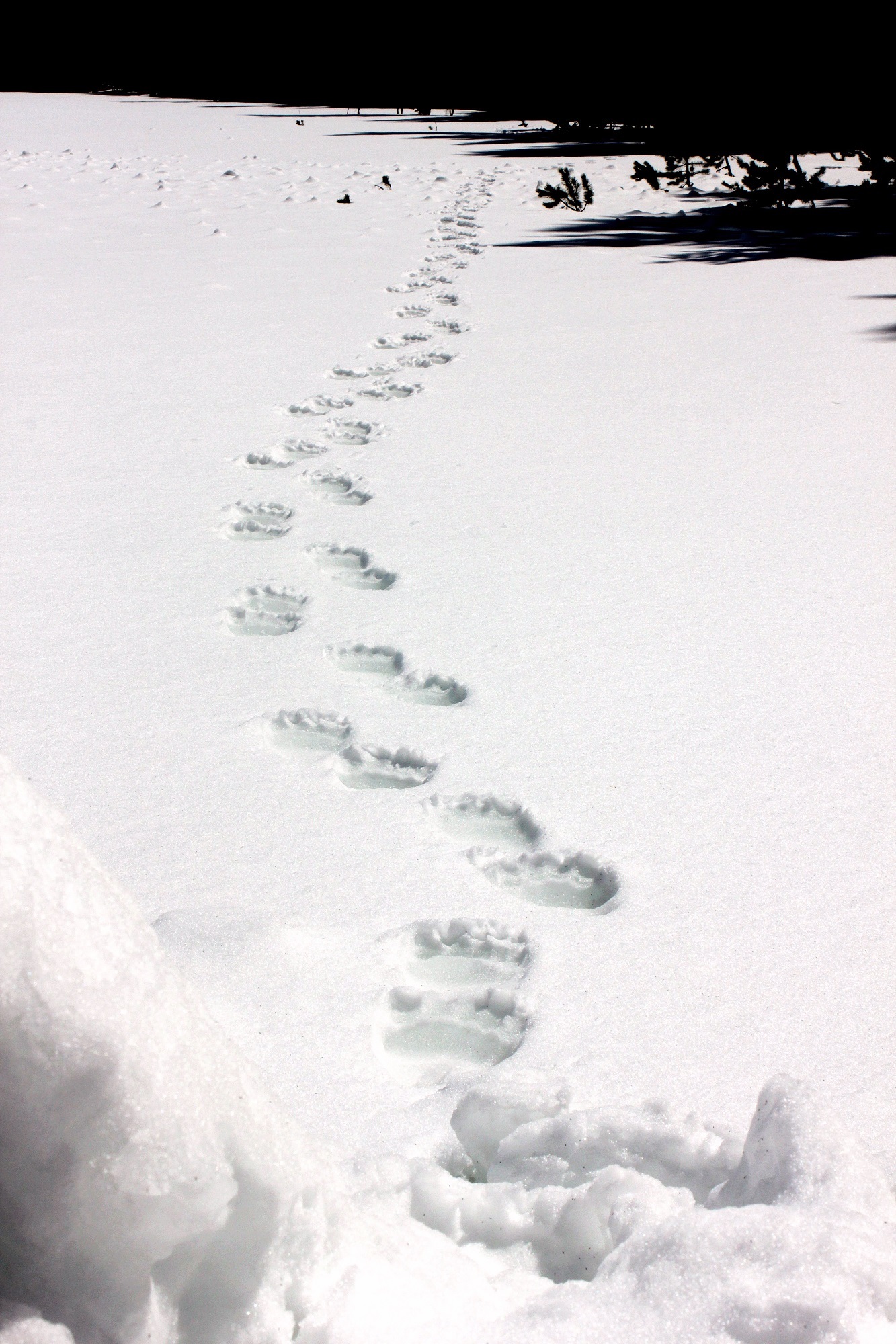 Келли на снегу - 66 фото