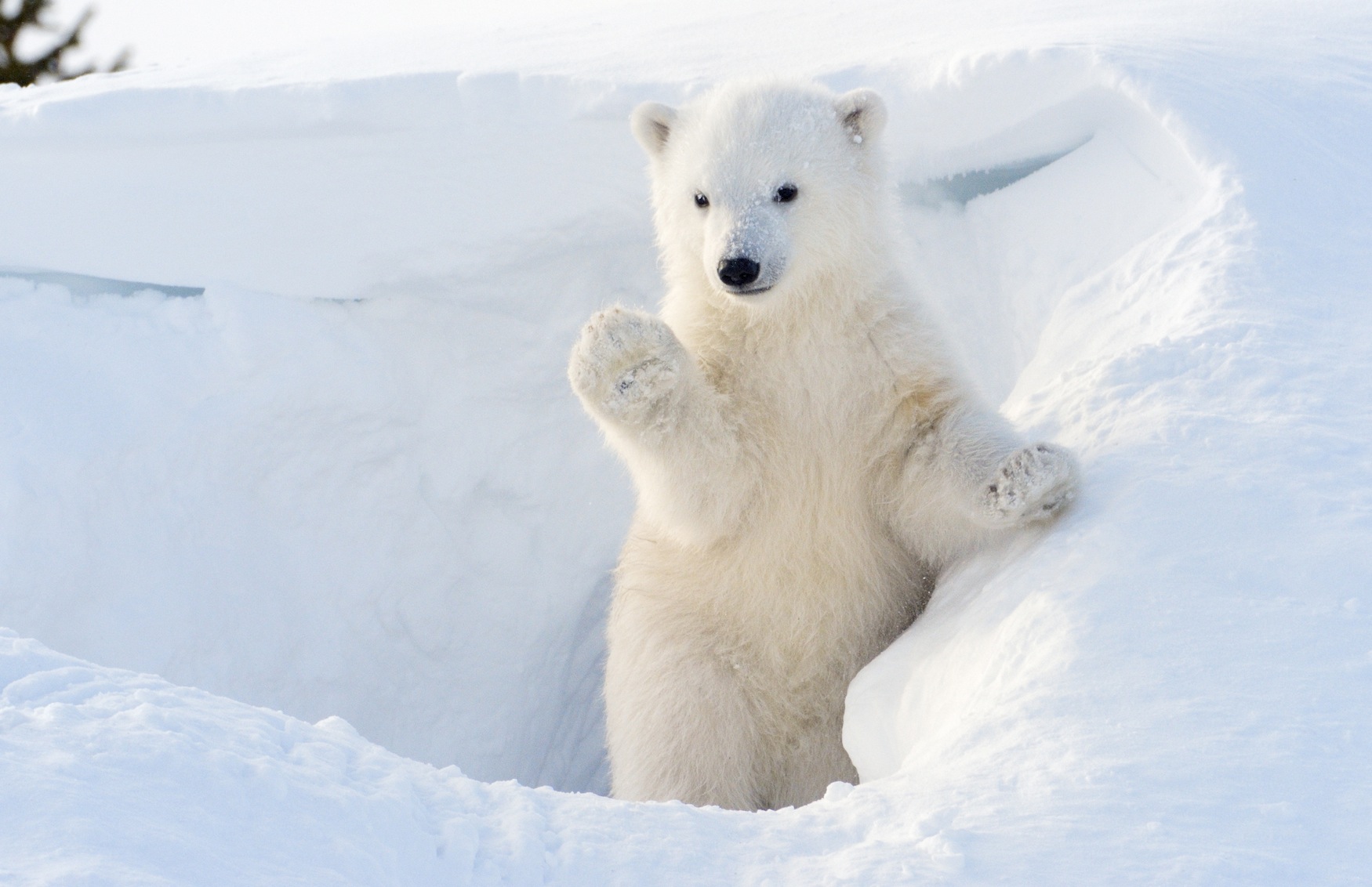 Агнес - Белый медведь - 87 фото