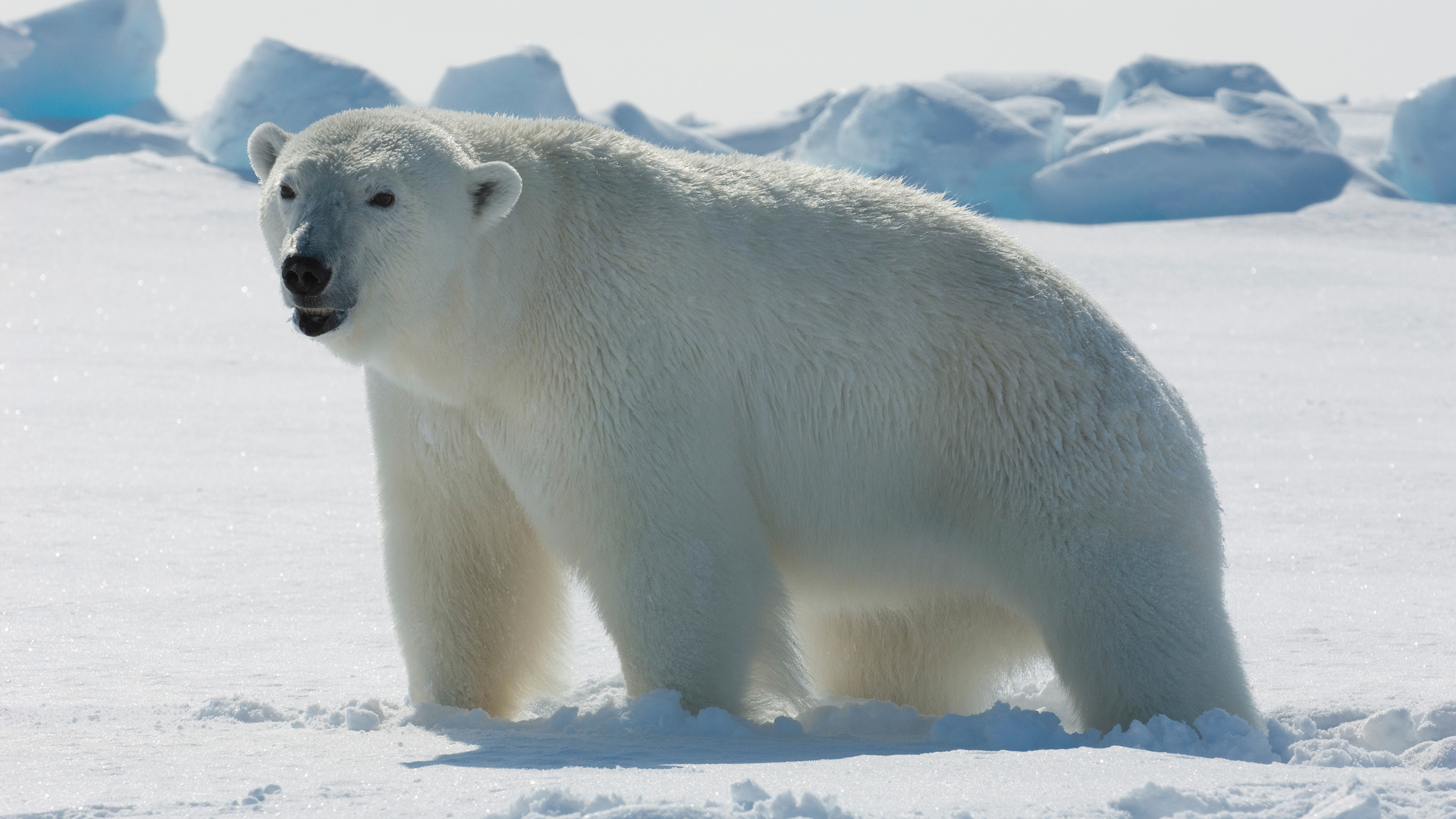 Арктические Животные Фото