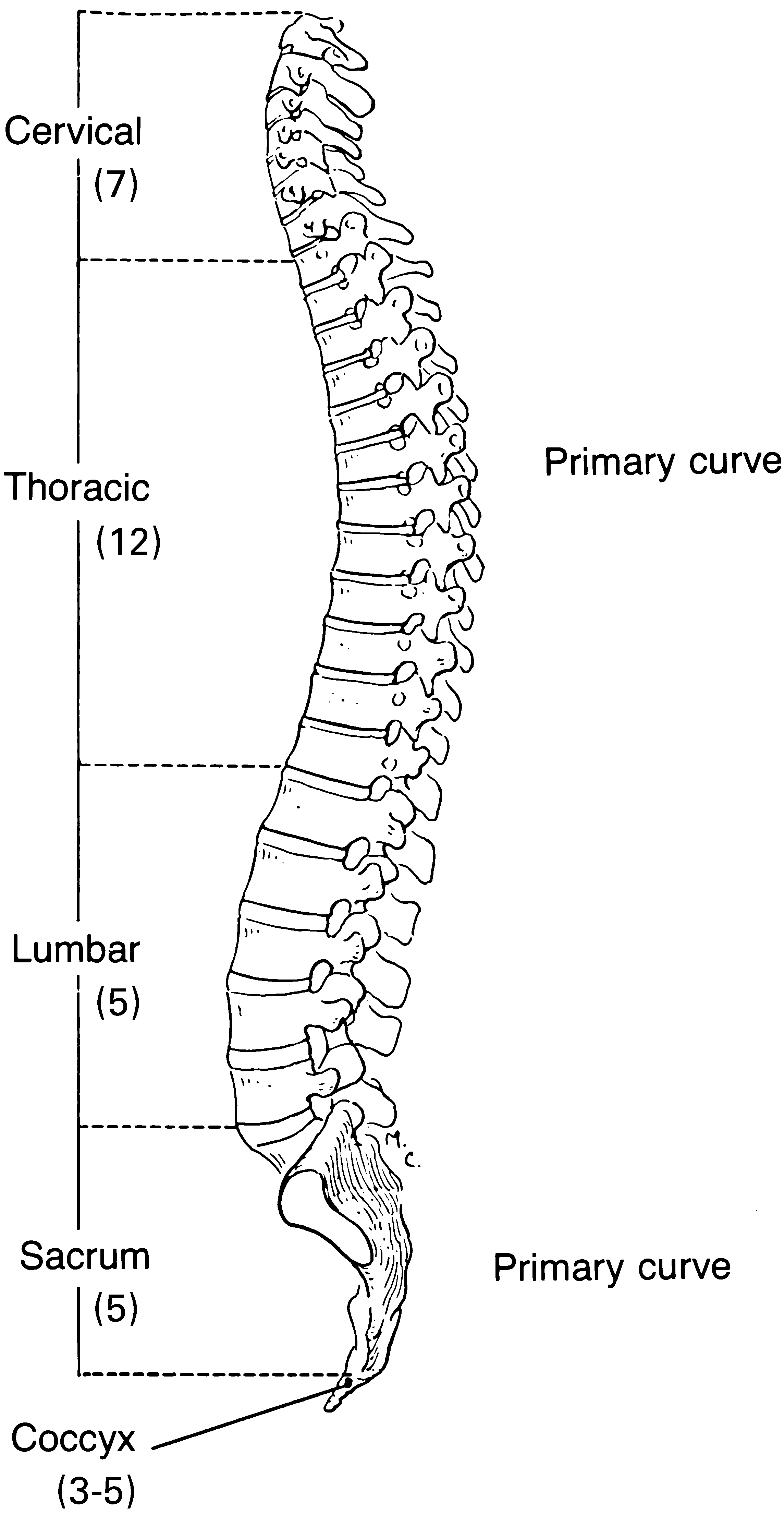 Spine Vertebrae Spinal Labeled Vertebral Diagrams Thoracic Labelled