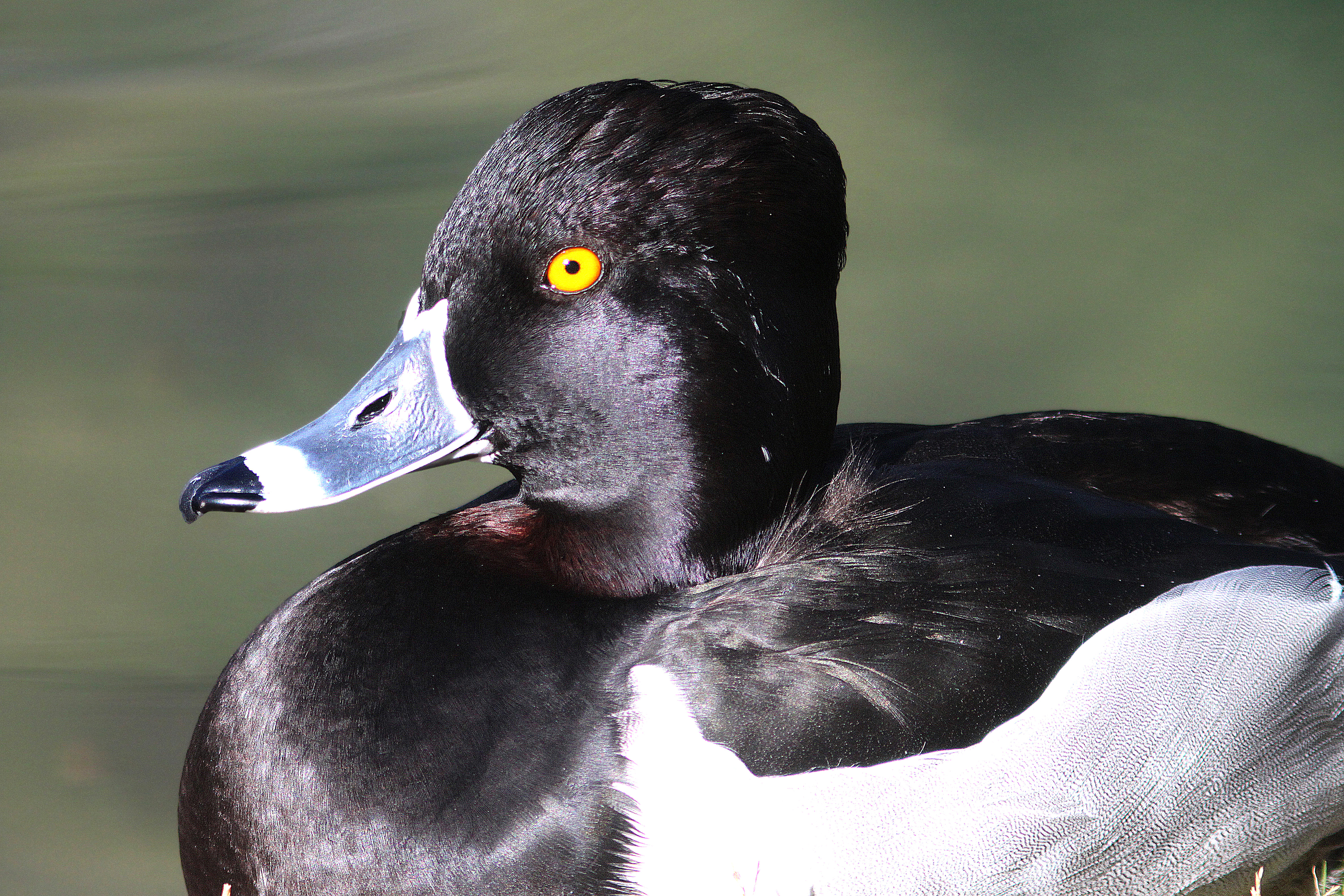 043 - ring-necked duck (1-30-13) encanto park, phoenix, maricopa co, az (1) photo