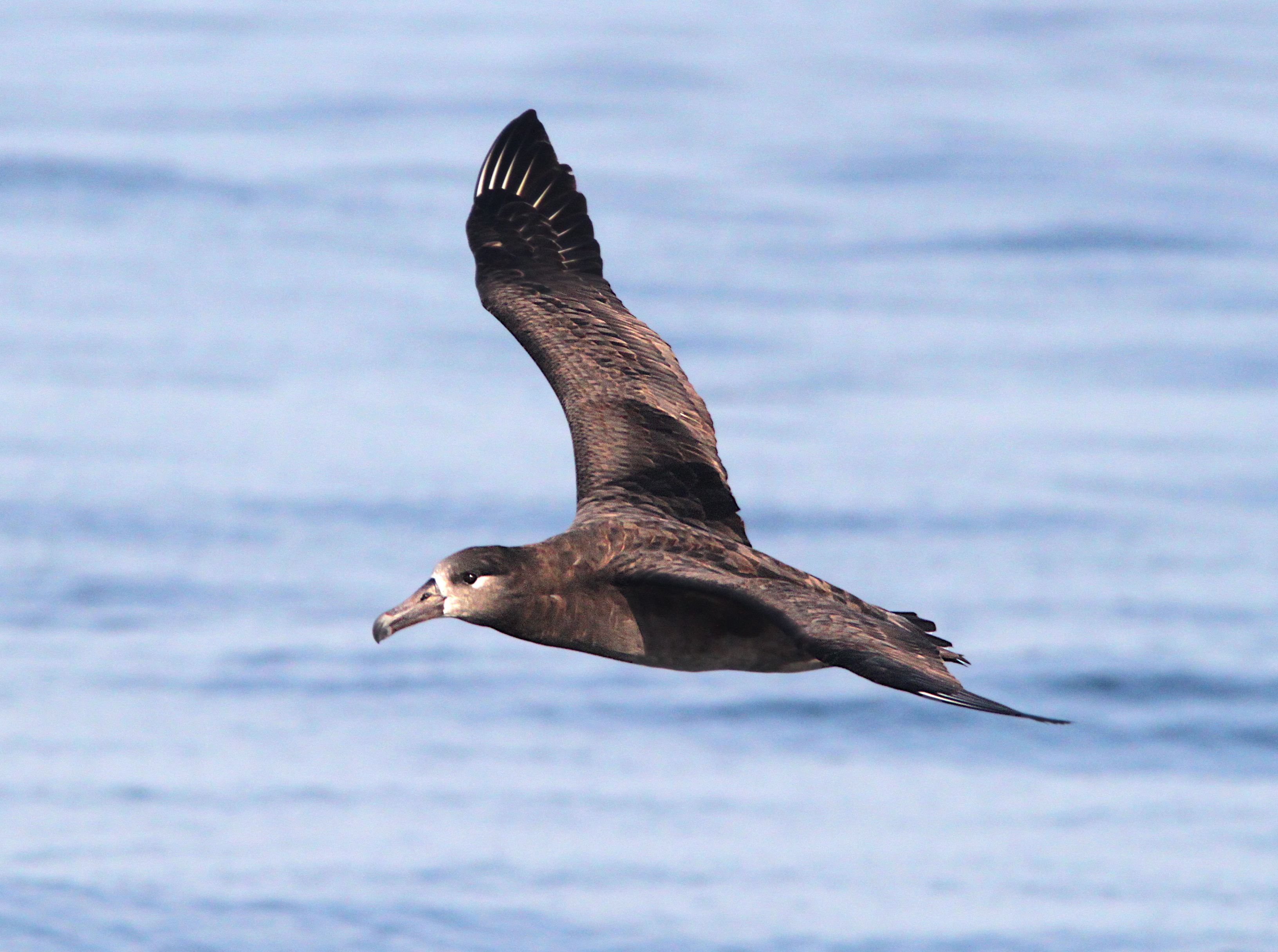 109 - black-footed albatross (9-25-09) monterey co, ca (9) photo