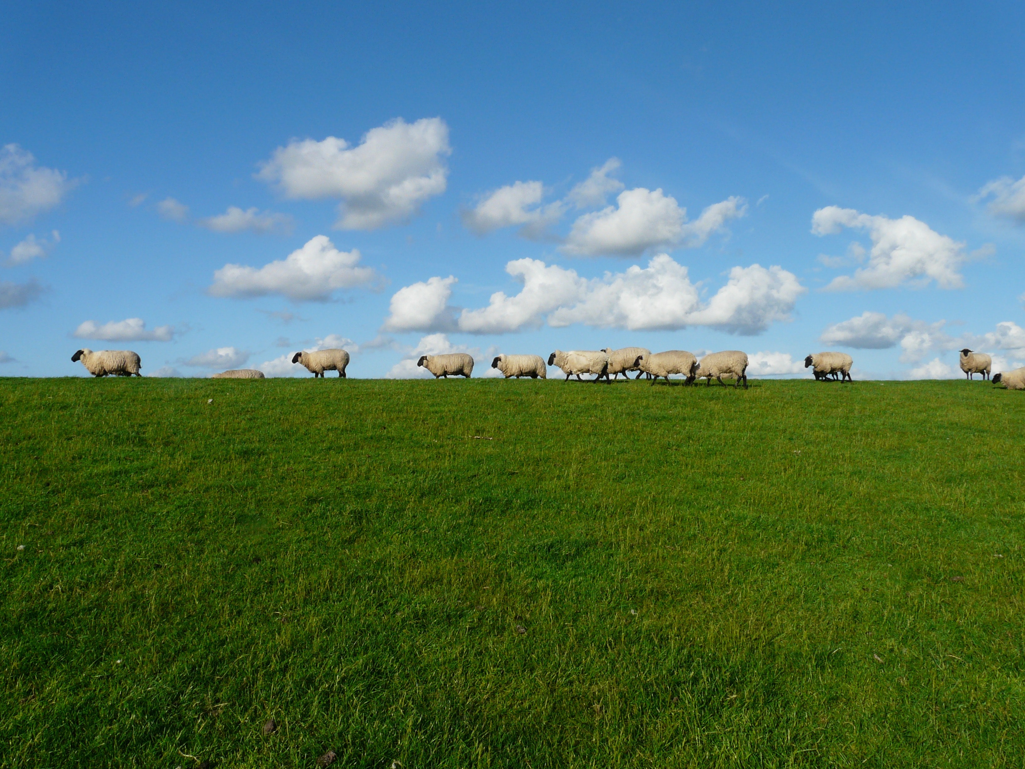 11 white sheep in the grass field photo