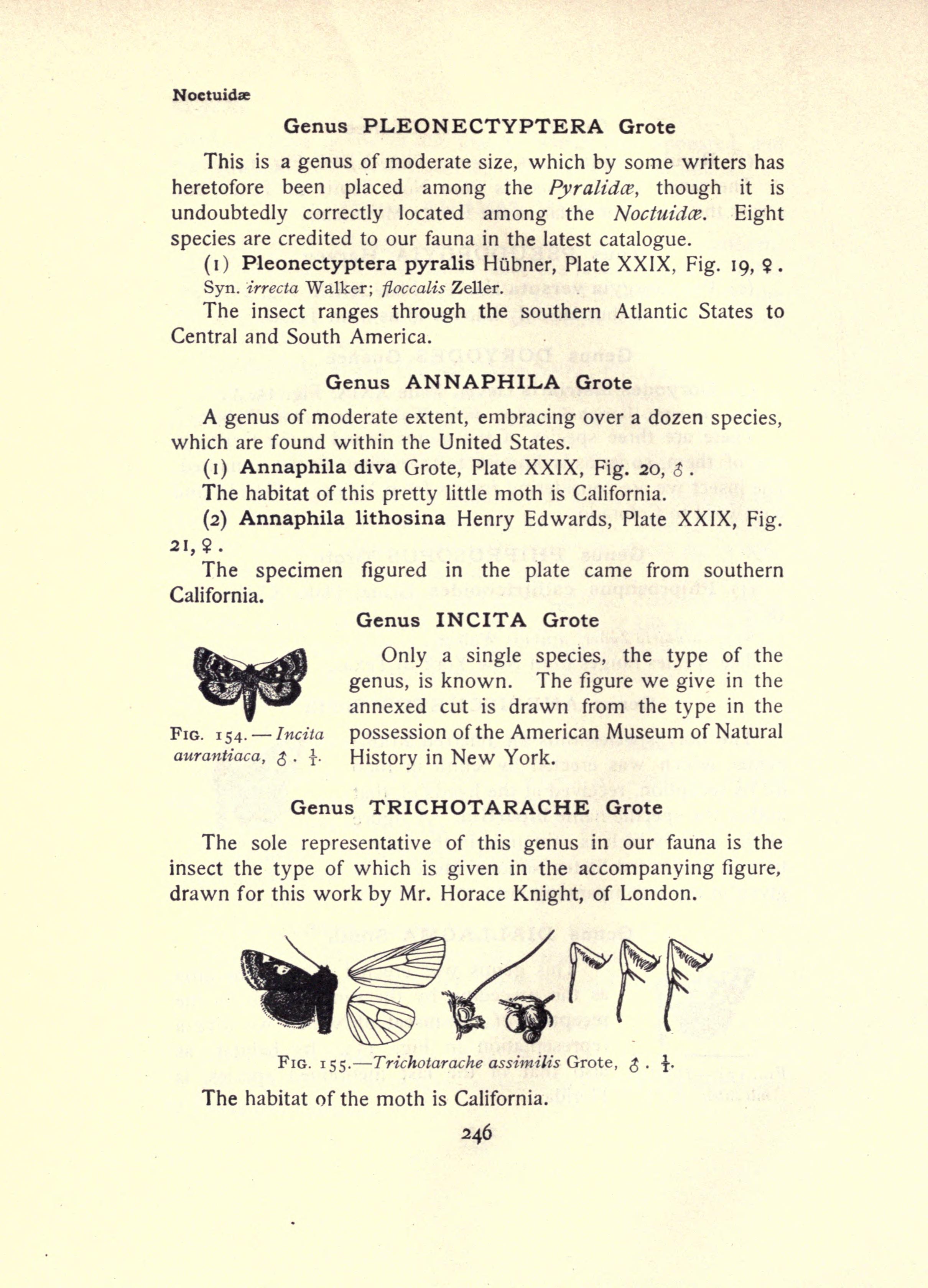 File:The moth book (Page 246, Figs. 154-155) BHL21853251.jpg ...