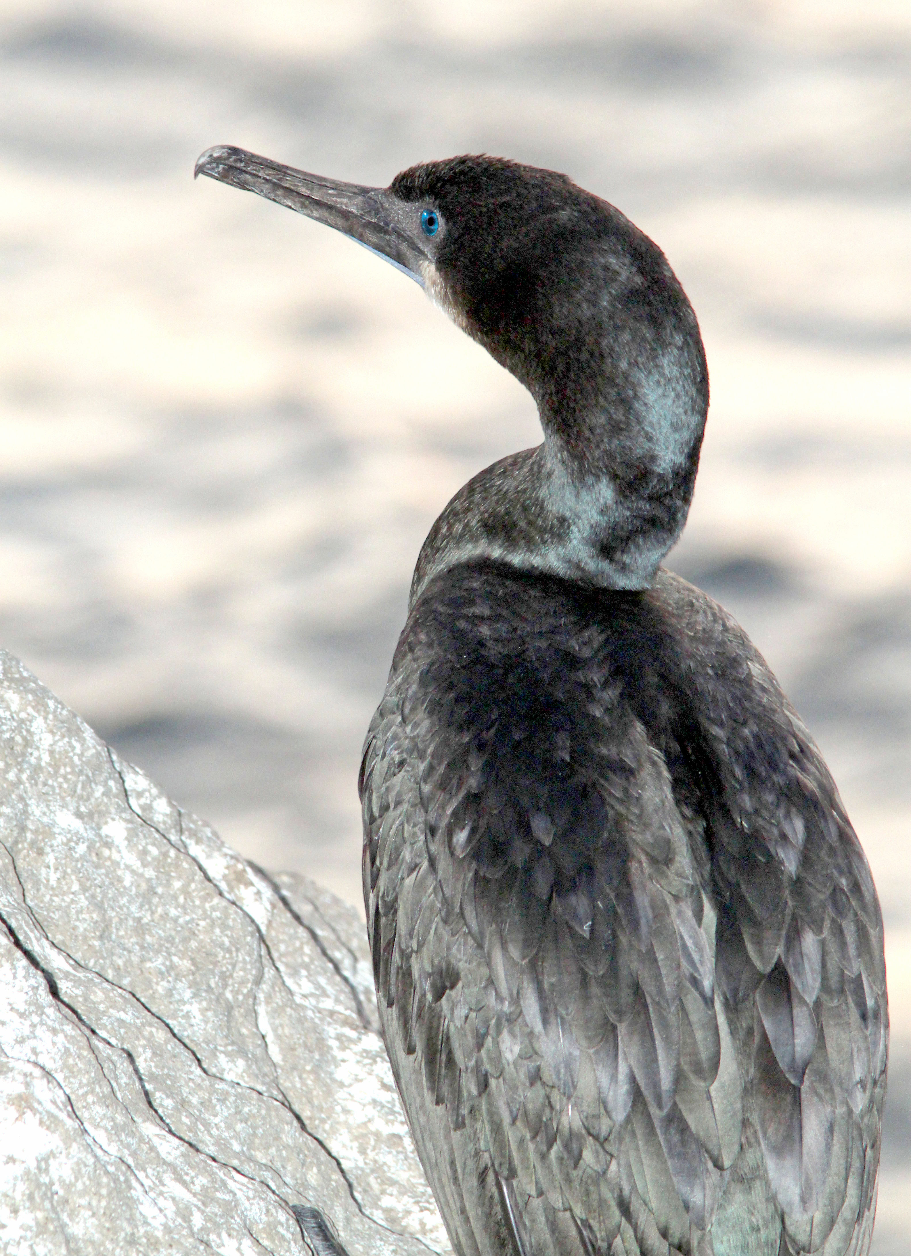 168 - brandt's cormorant (12-17-09) morro bay, ca (2) photo