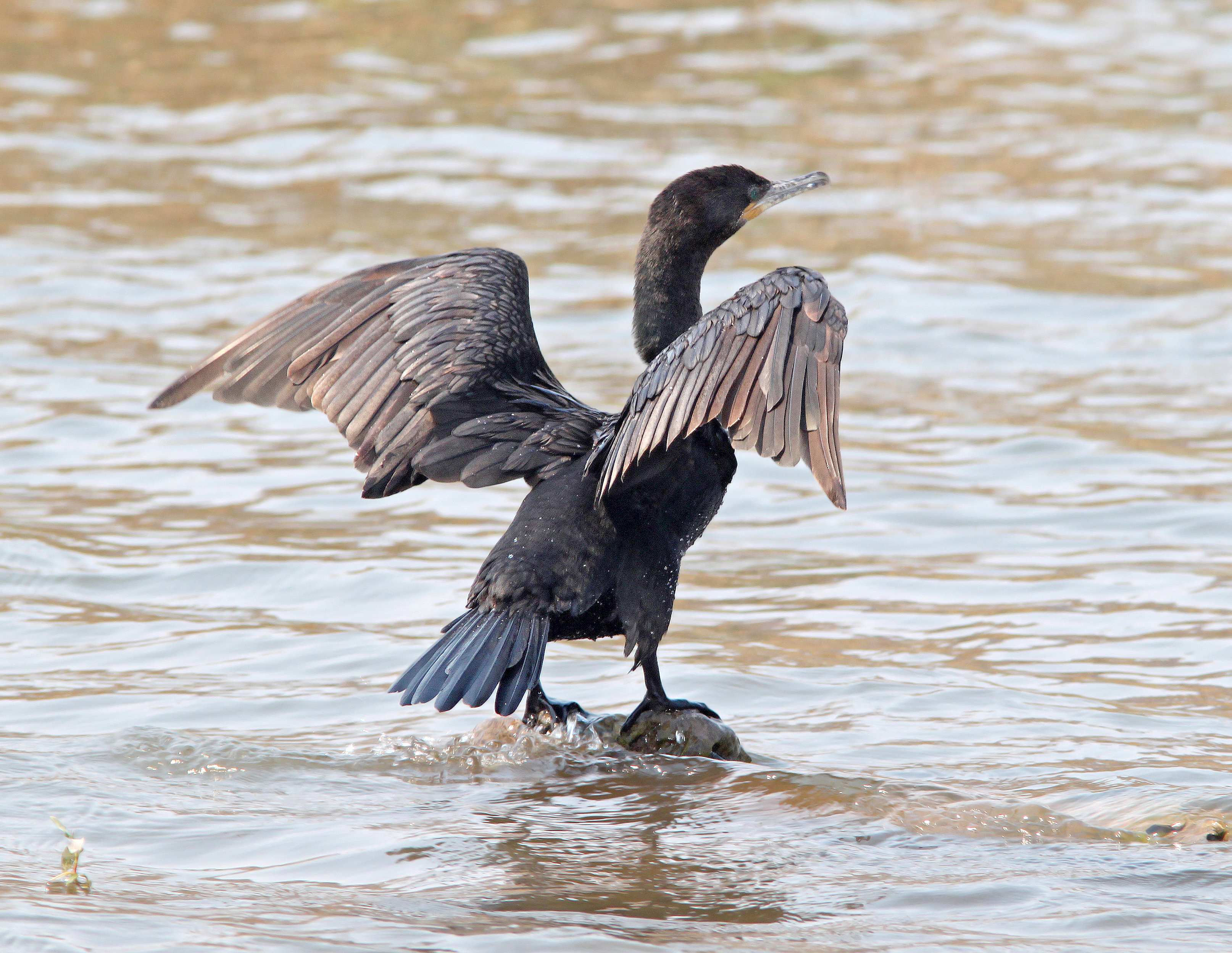 169 - neotropic cormorant (4-30-11) patagonia lake, scc, az photo