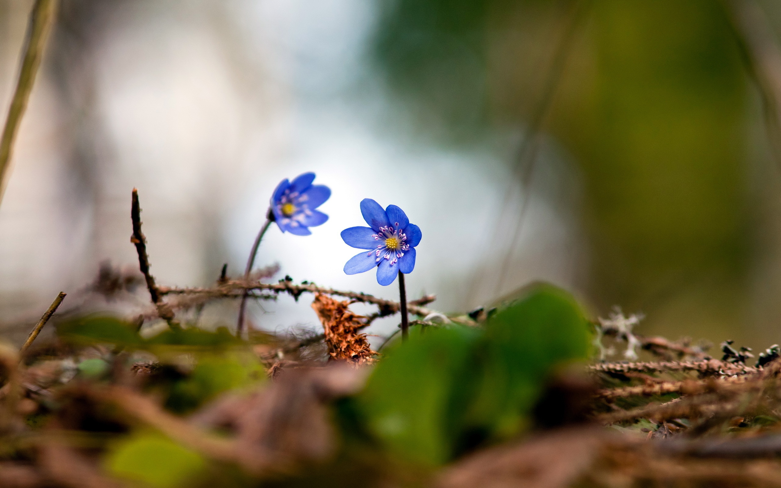 Two blue flowers / 2560 x 1600 / Macro / Photography | MIRIADNA.COM