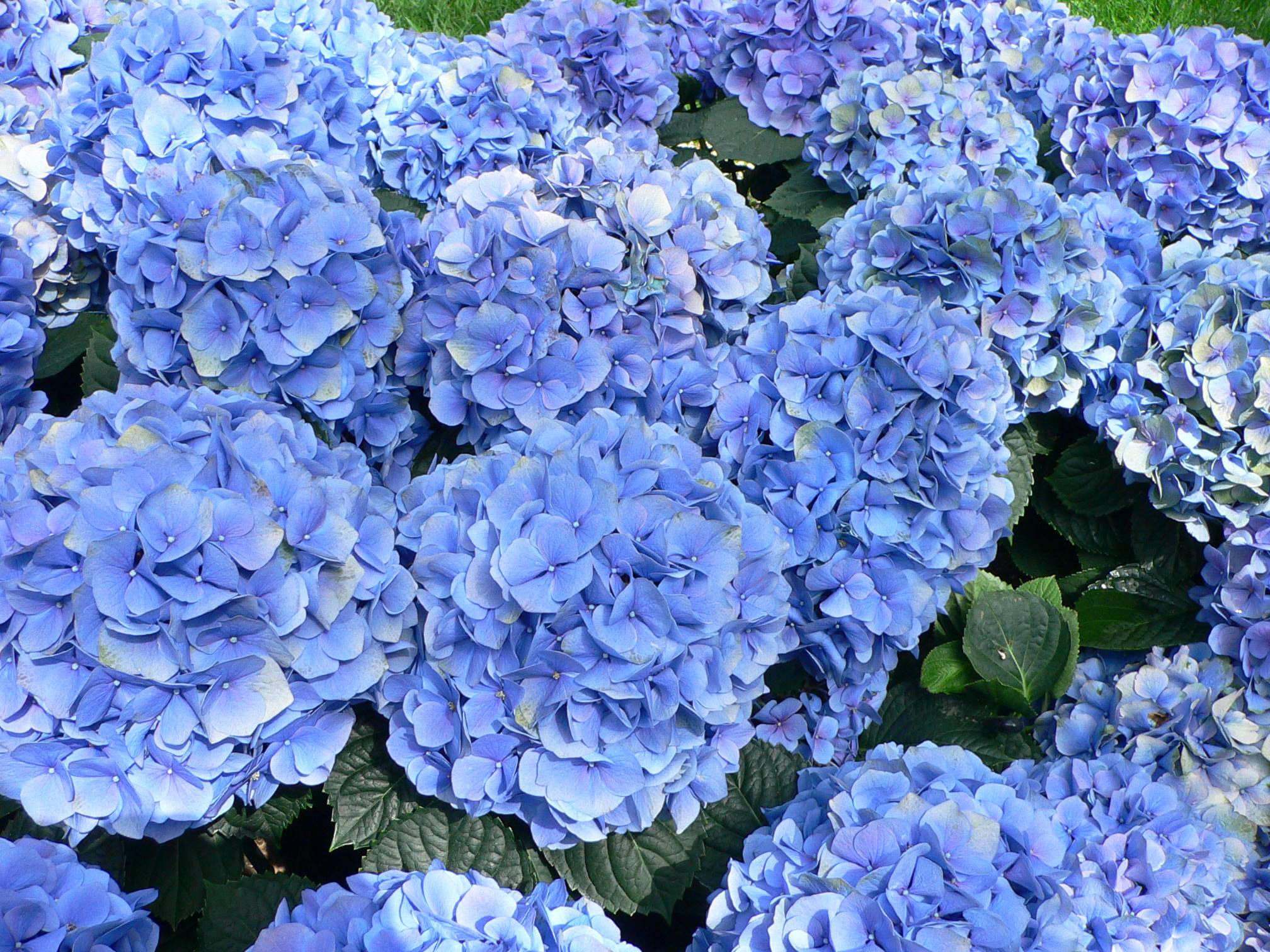 Blue plants photo