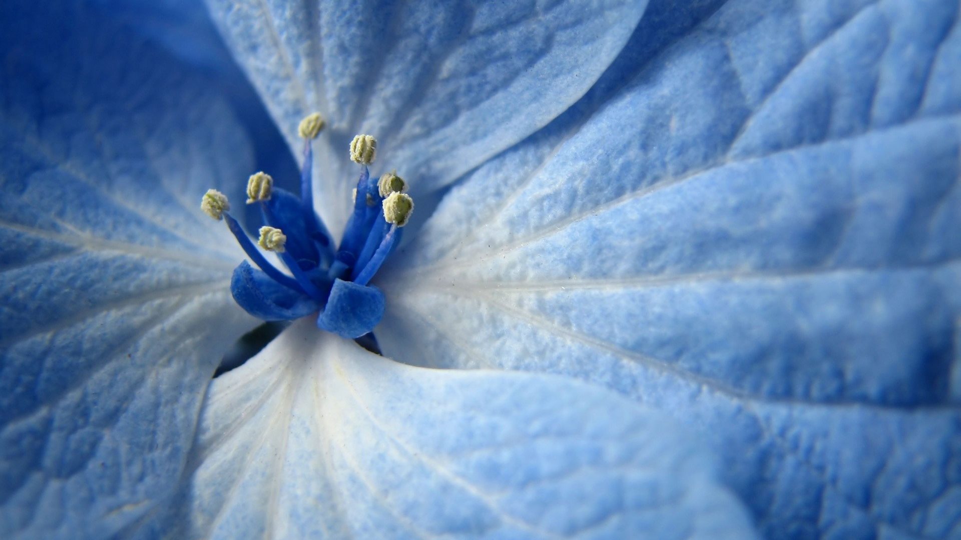 Flowers: Blue Flower Flowers Nature Desktop Photo for HD 16:9 High ...