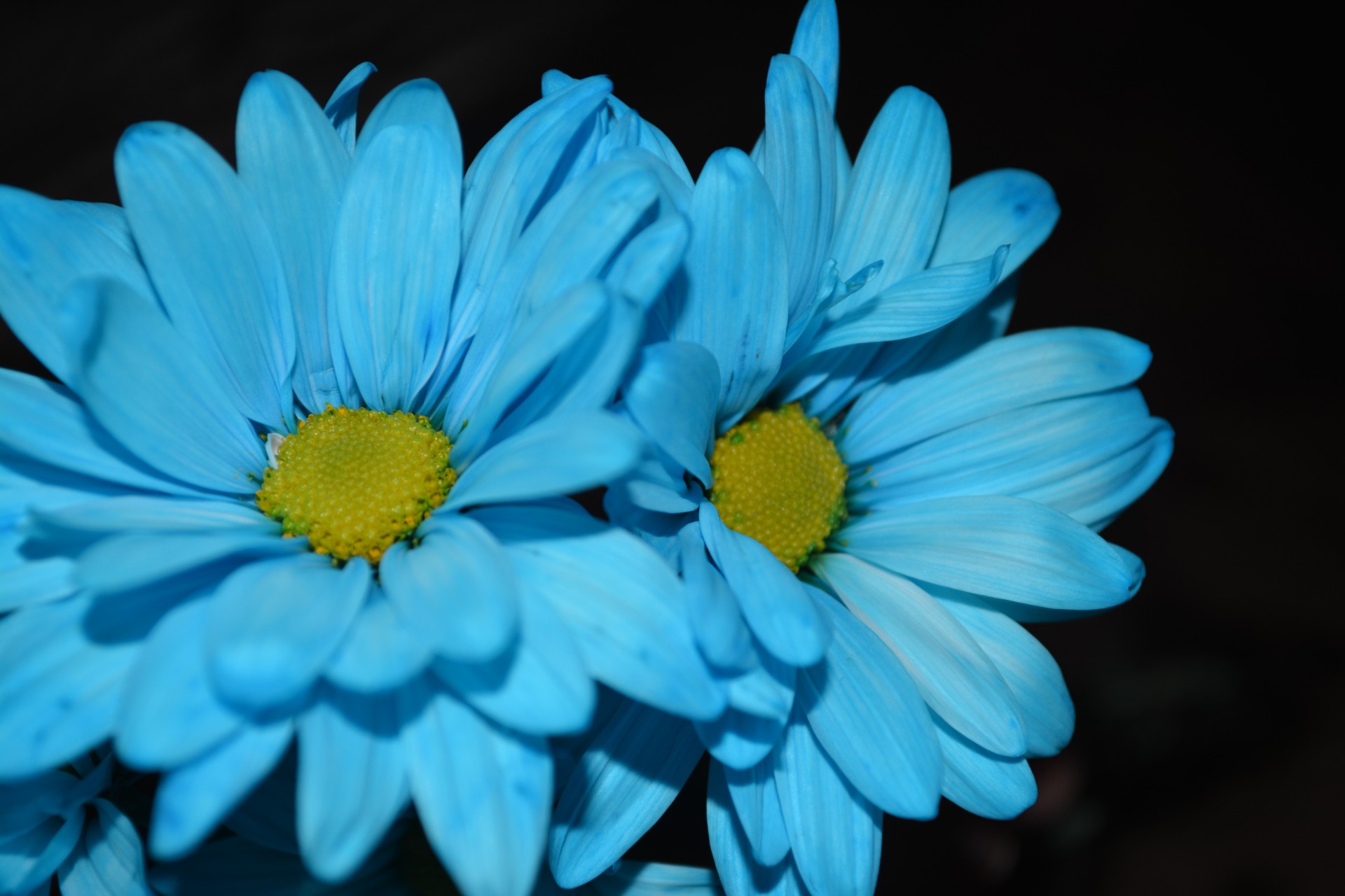 Two Blue Daisy Flowers Macro Free Stock Photo - Public Domain Pictures