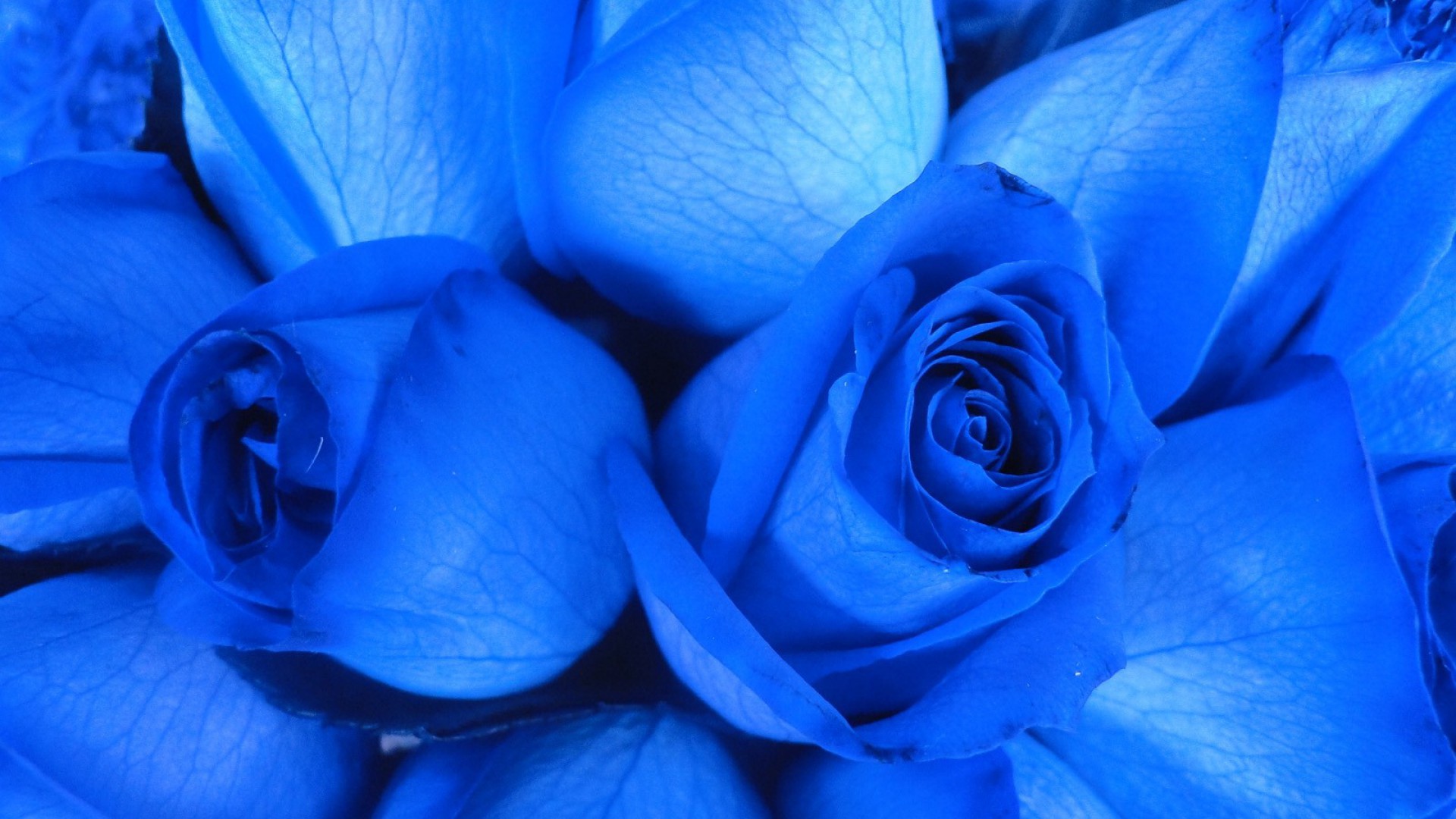 Two blue roses closeup wallpapers and images - wallpapers, pictures ...