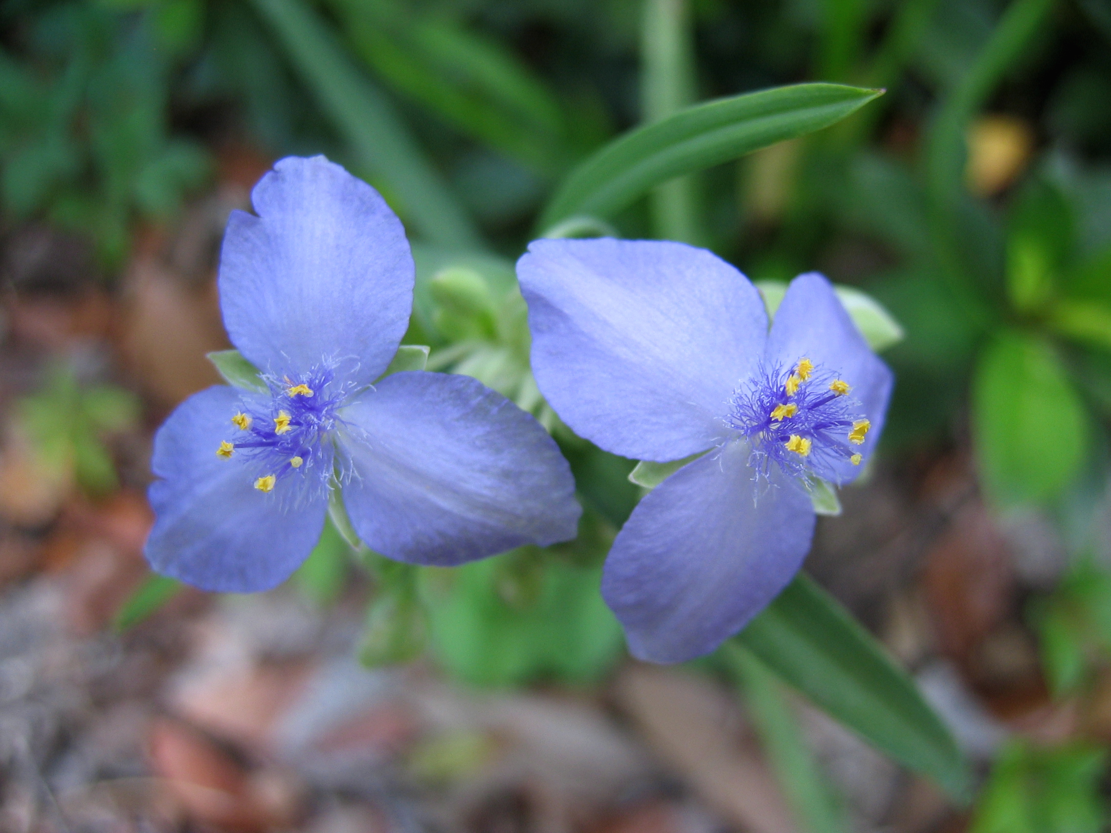 File:Spiderwort Blue Flower 2.JPG - Wikimedia Commons