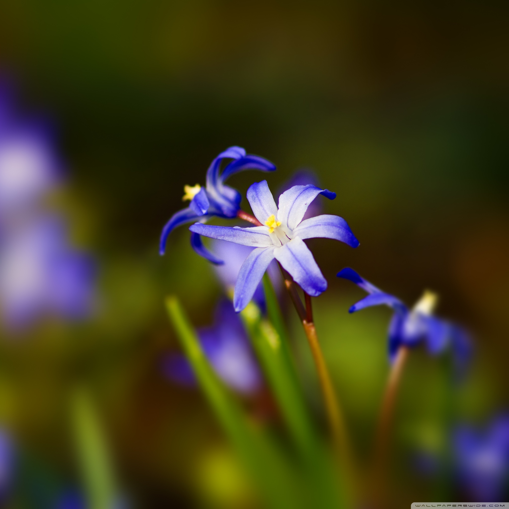 Blue Flower Bokeh ❤ 4K HD Desktop Wallpaper for 4K Ultra HD TV ...