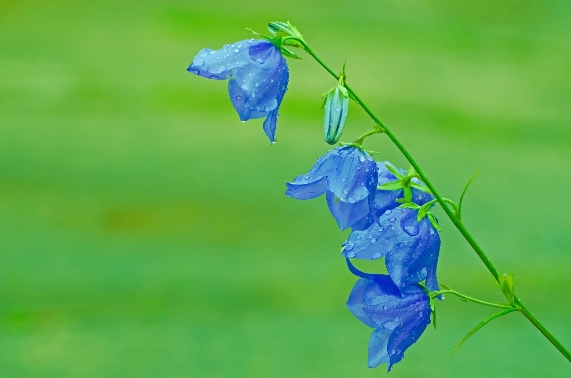 2 blue flower photo