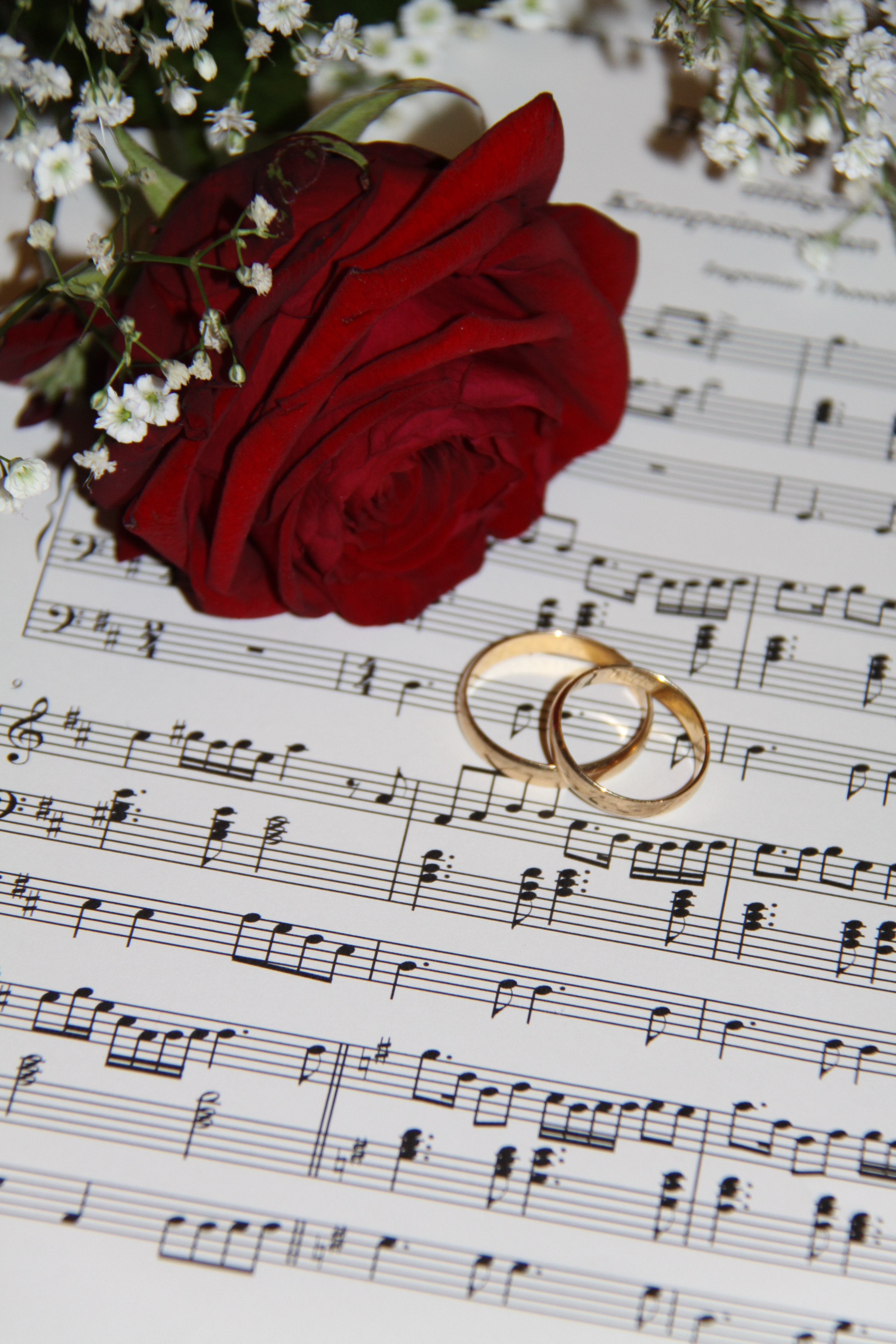 2 Gold Eternity Ring Near Red Rose on Musical Notes, Celebration, Flora, Flower, Love, HQ Photo
