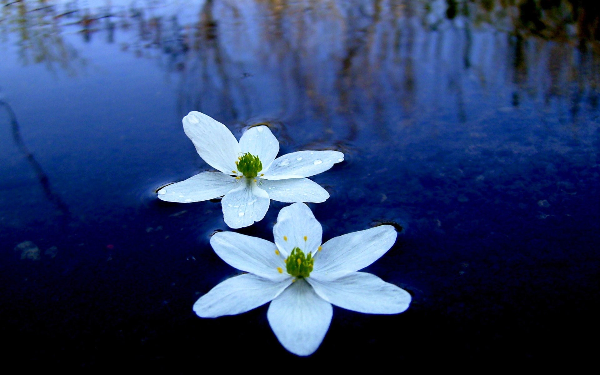 Flowers: Lotus White Petal Water Flower Wallpaper New for HD 16:9 ...