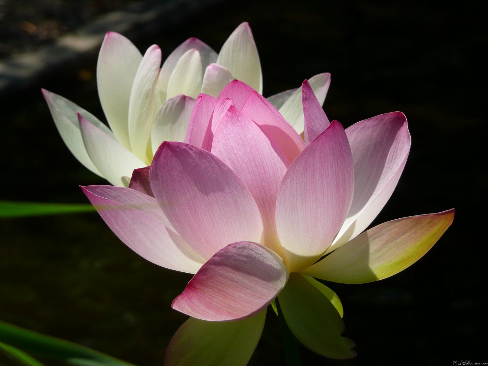 MLeWallpapers.com - Pair of Lotus Flowers II