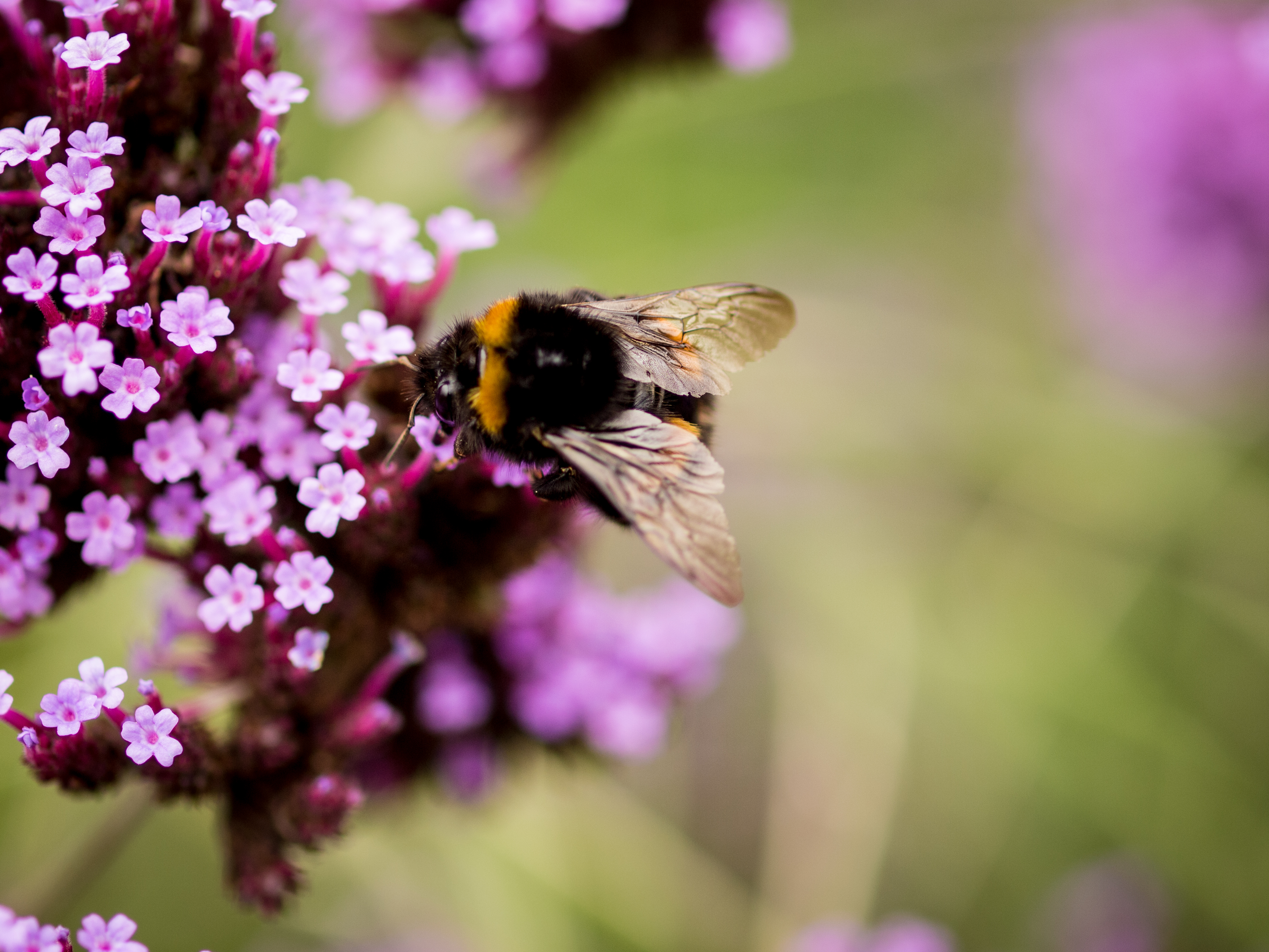 20141006 - Irish National War Memorial Gardens, Animal, Bee, Blossom, Bokeh, HQ Photo