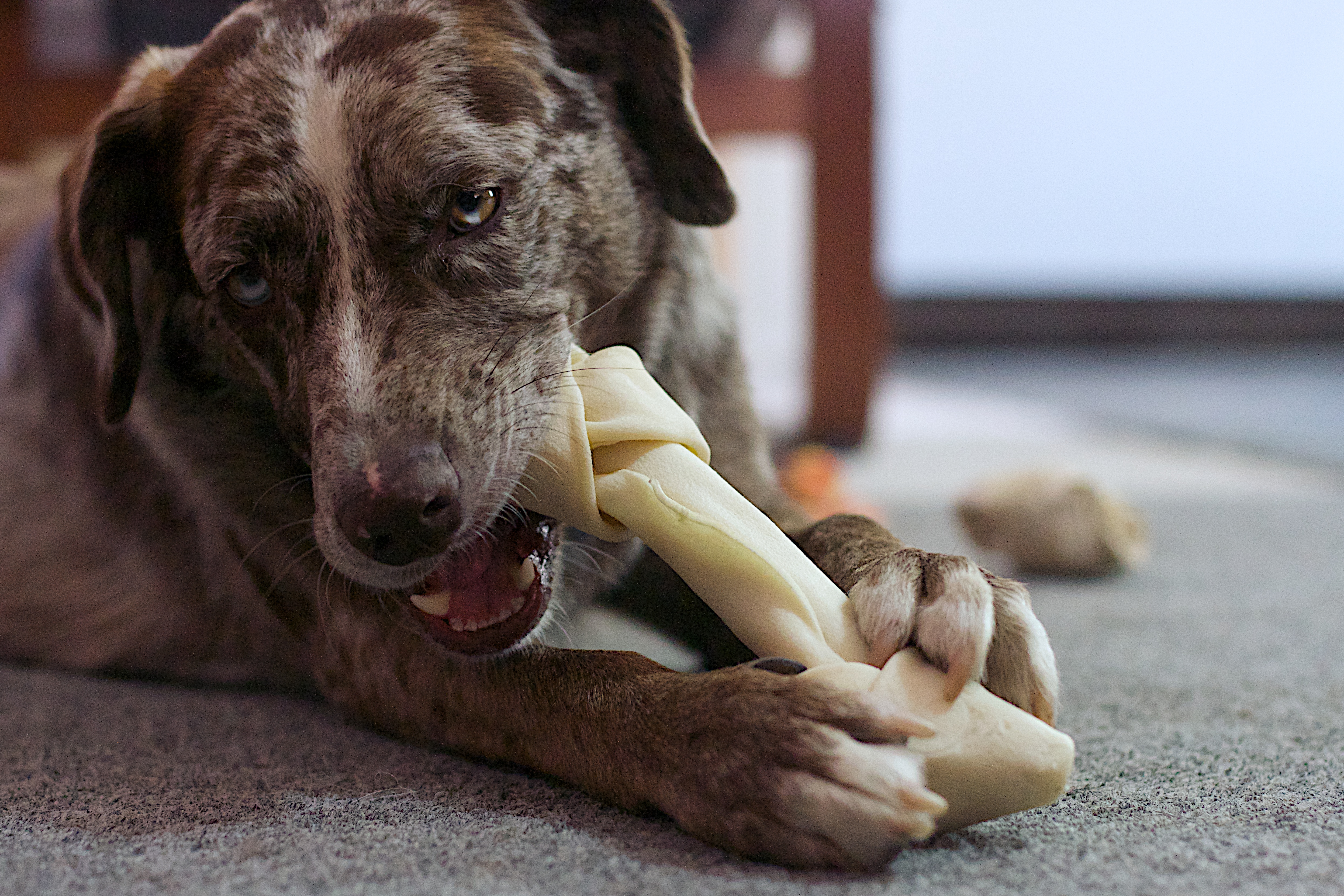 2016/366/270 happiness is a new bone photo