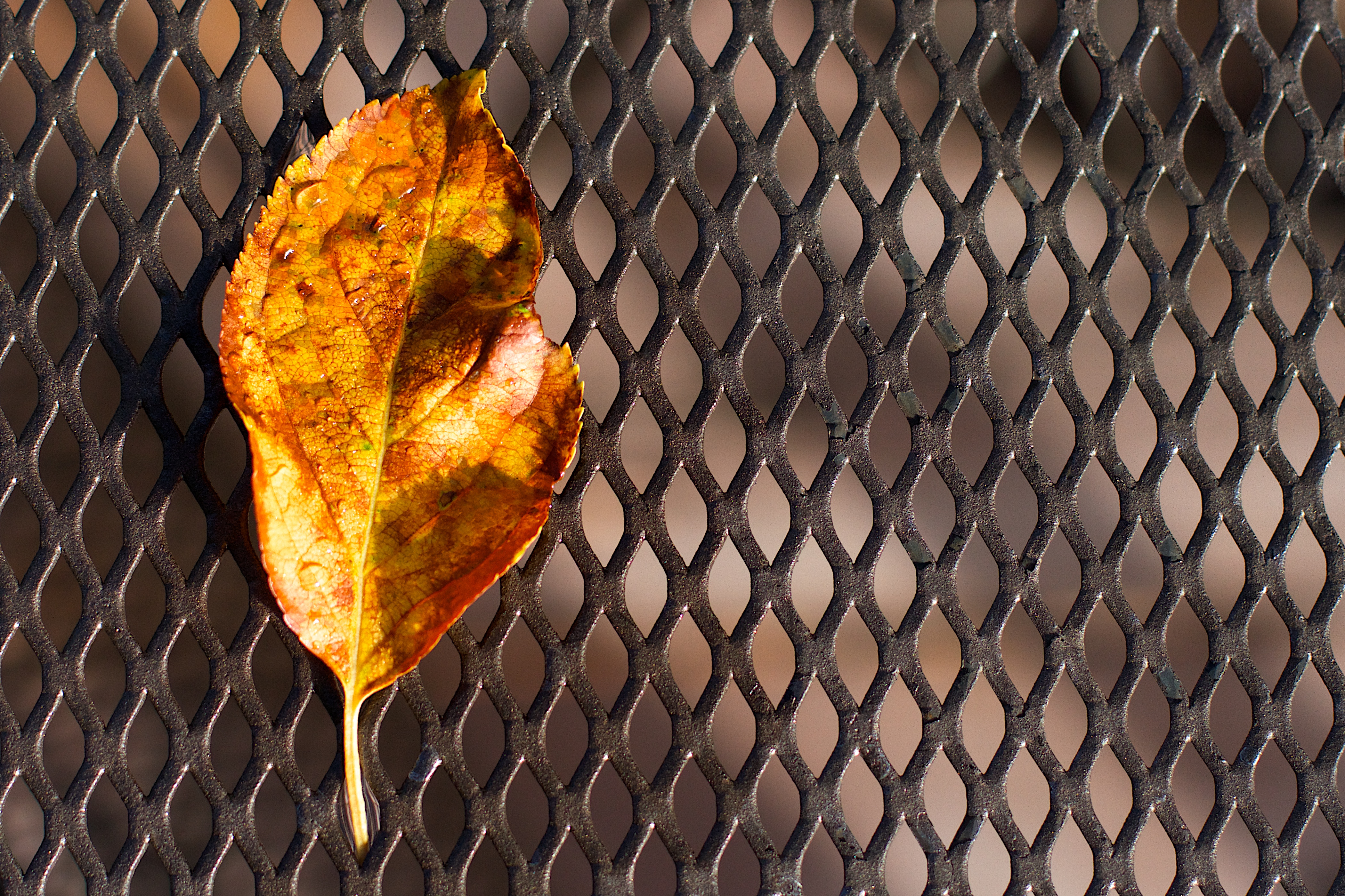 2016/366/299 drops on dropped leaf photo