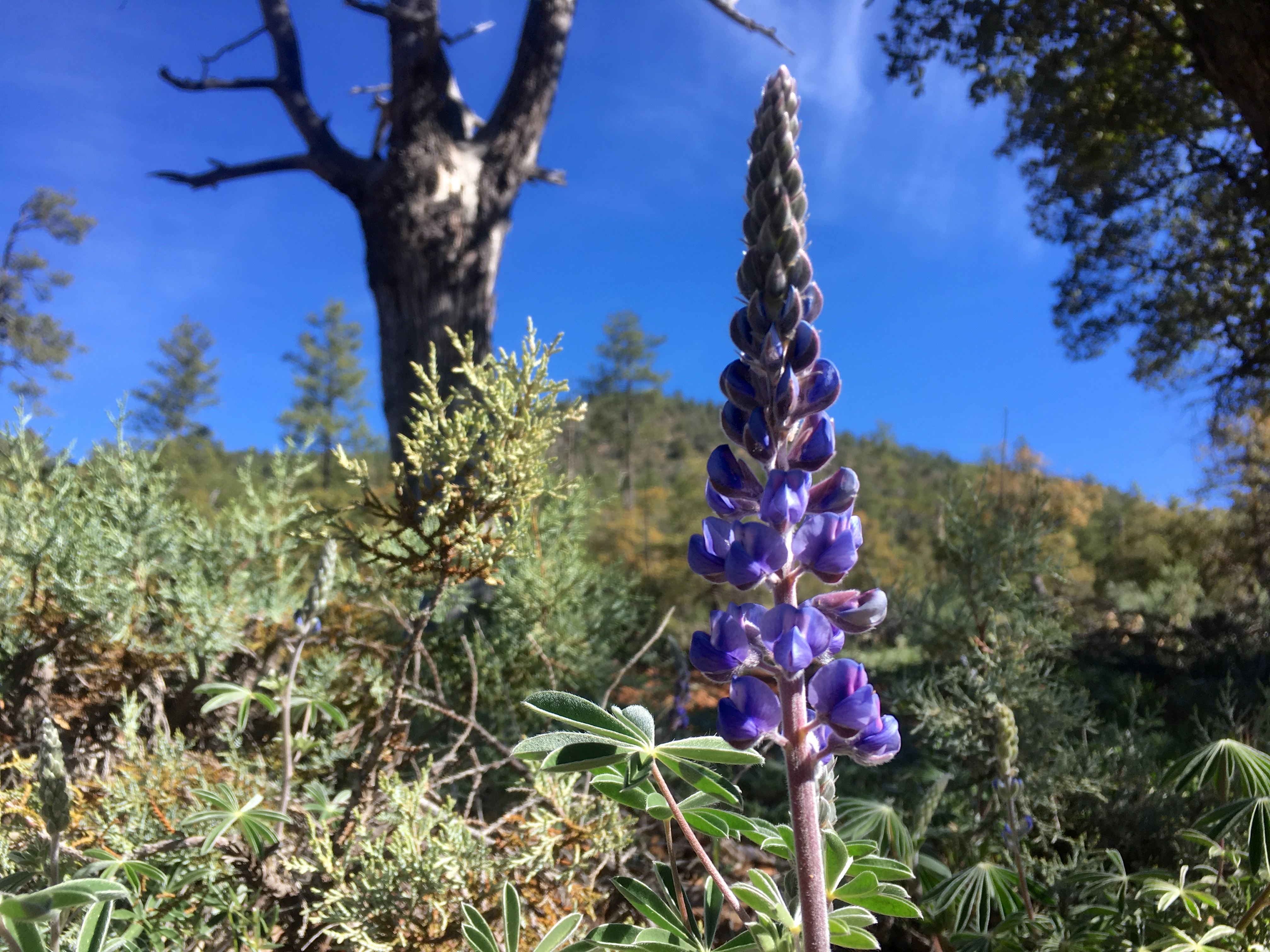 2017/365/95 wild lupine are out! photo
