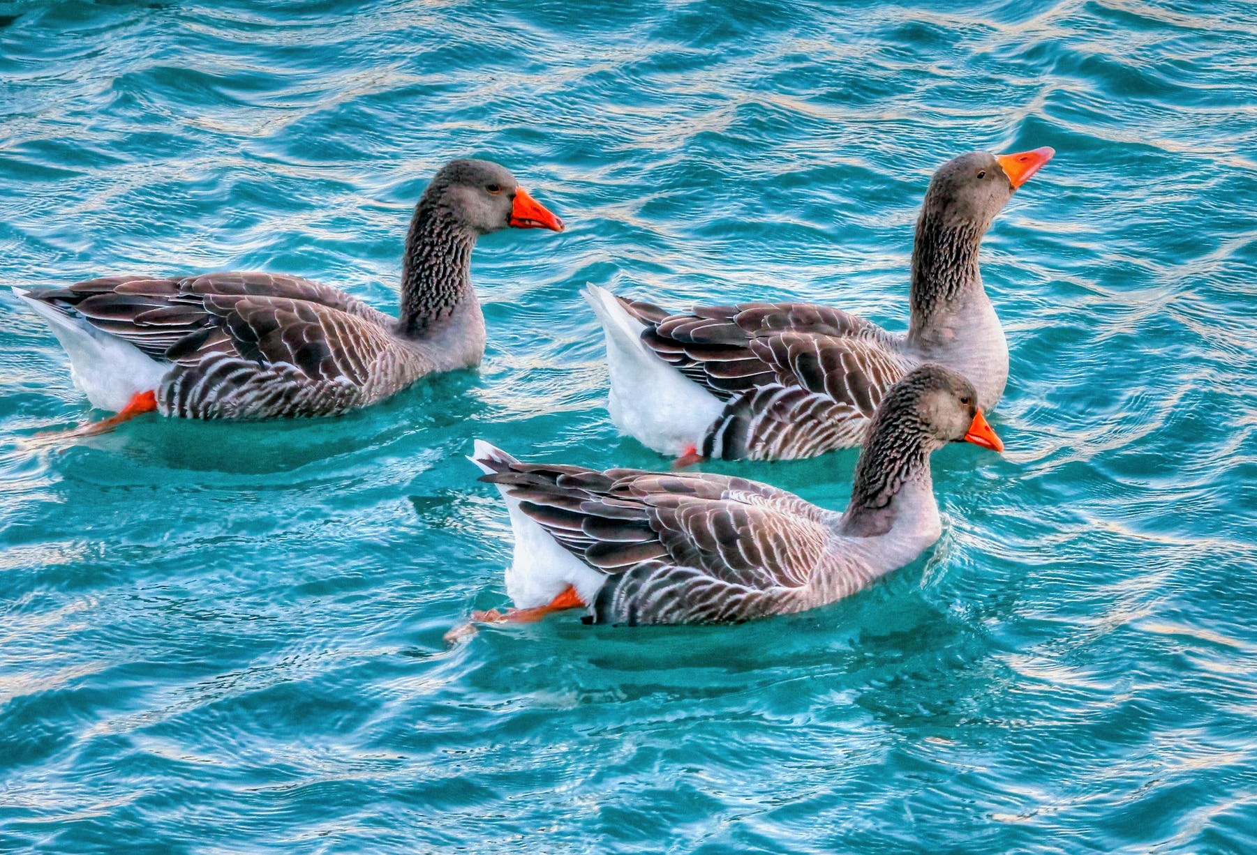 3 Ducks — Steemit