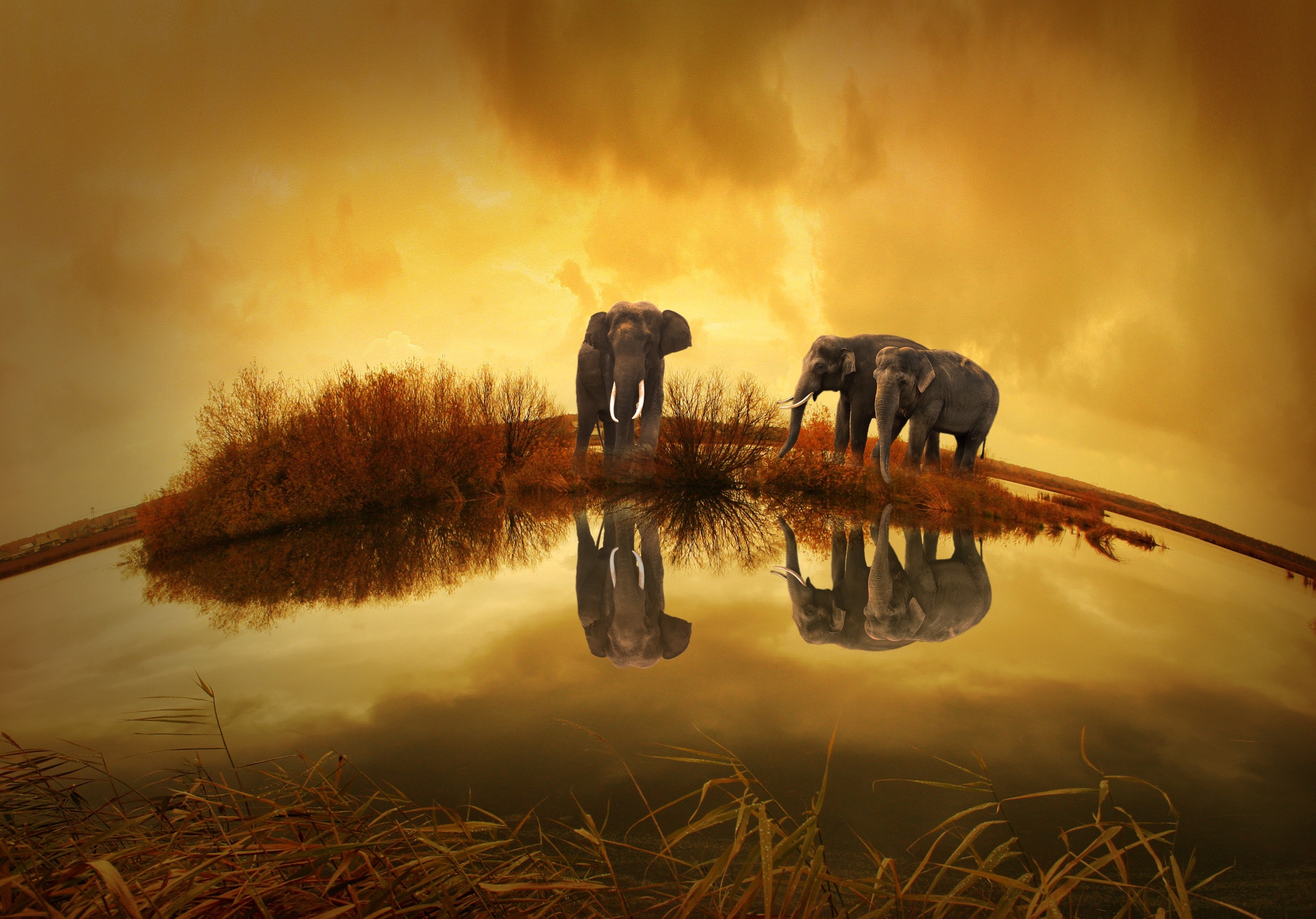 3 Grey Elephants Under Yellow Sky, Animals, Bushes, Clouds, Elephants, HQ Photo
