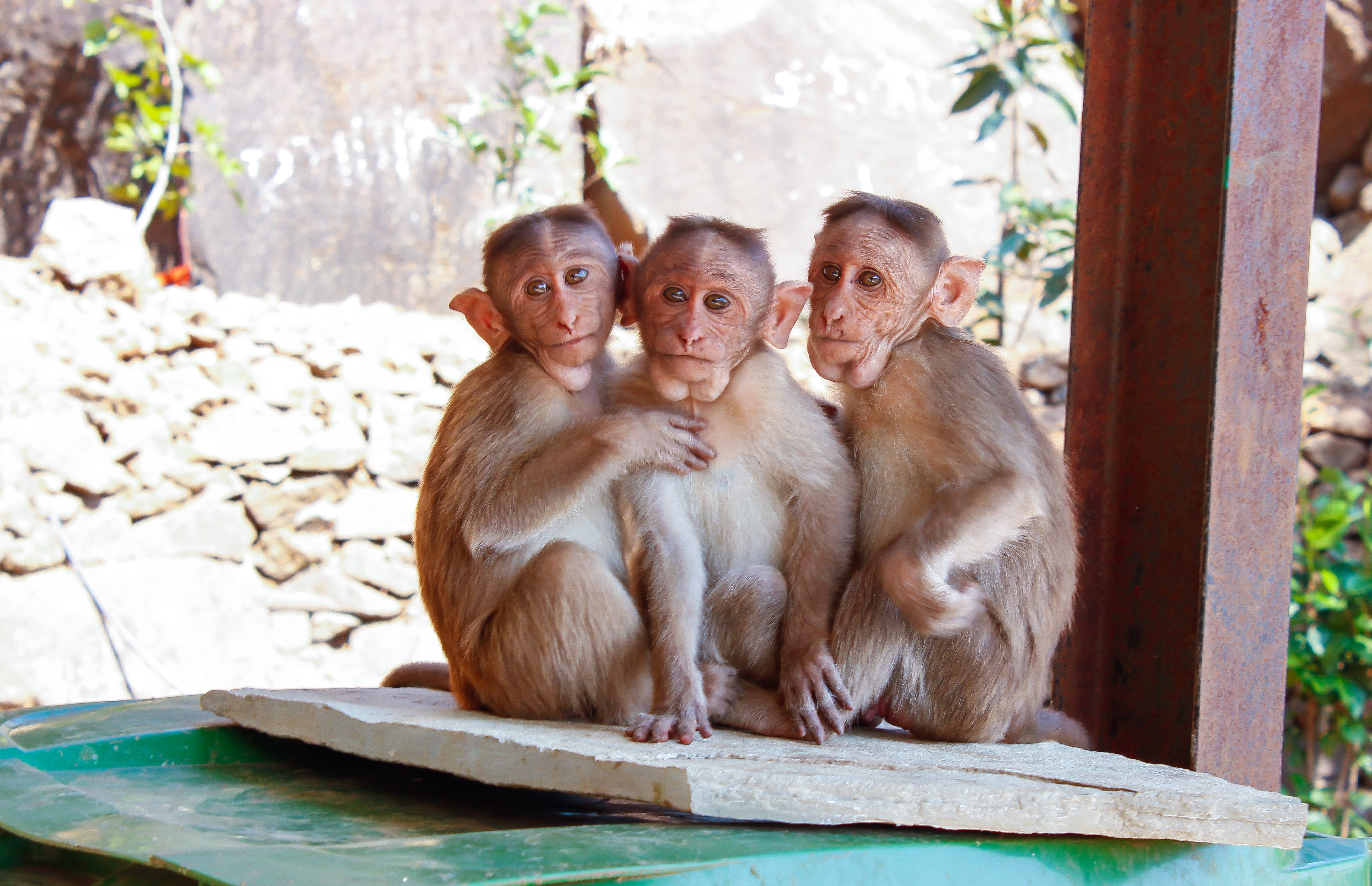 3 monkeys on brown wooden palette photo