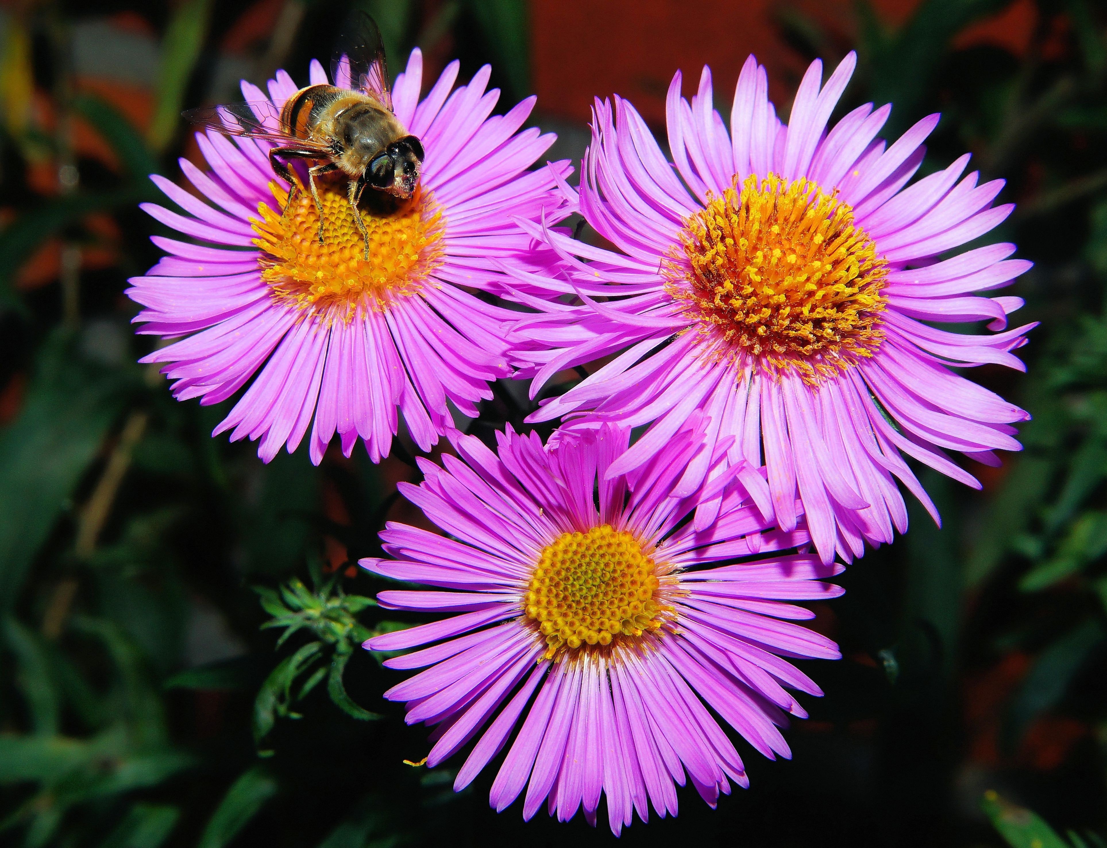 3 pink clustered flowers in close up shots photo
