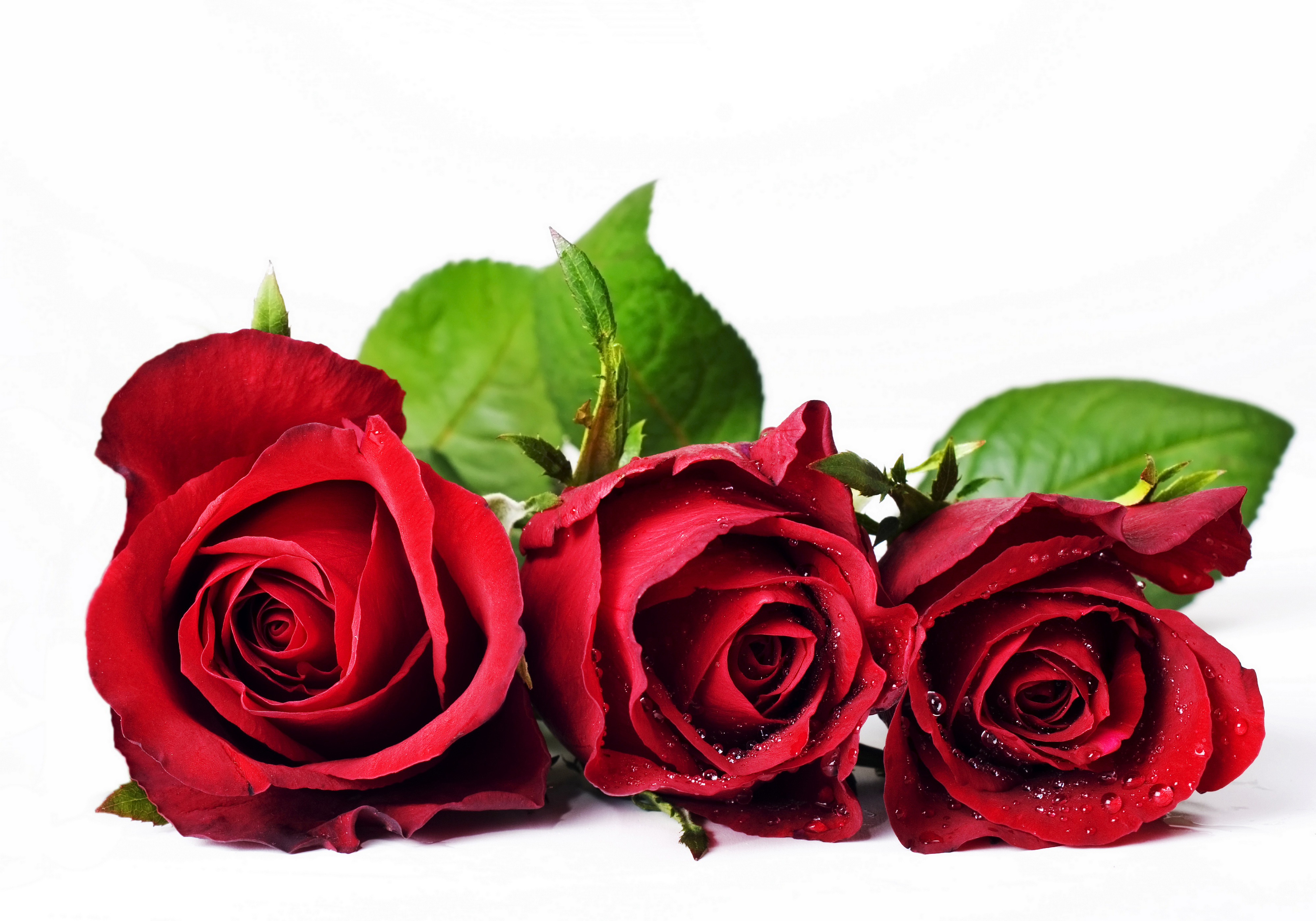 Wallpapers Red Roses Flowers Three 3 4000x2800