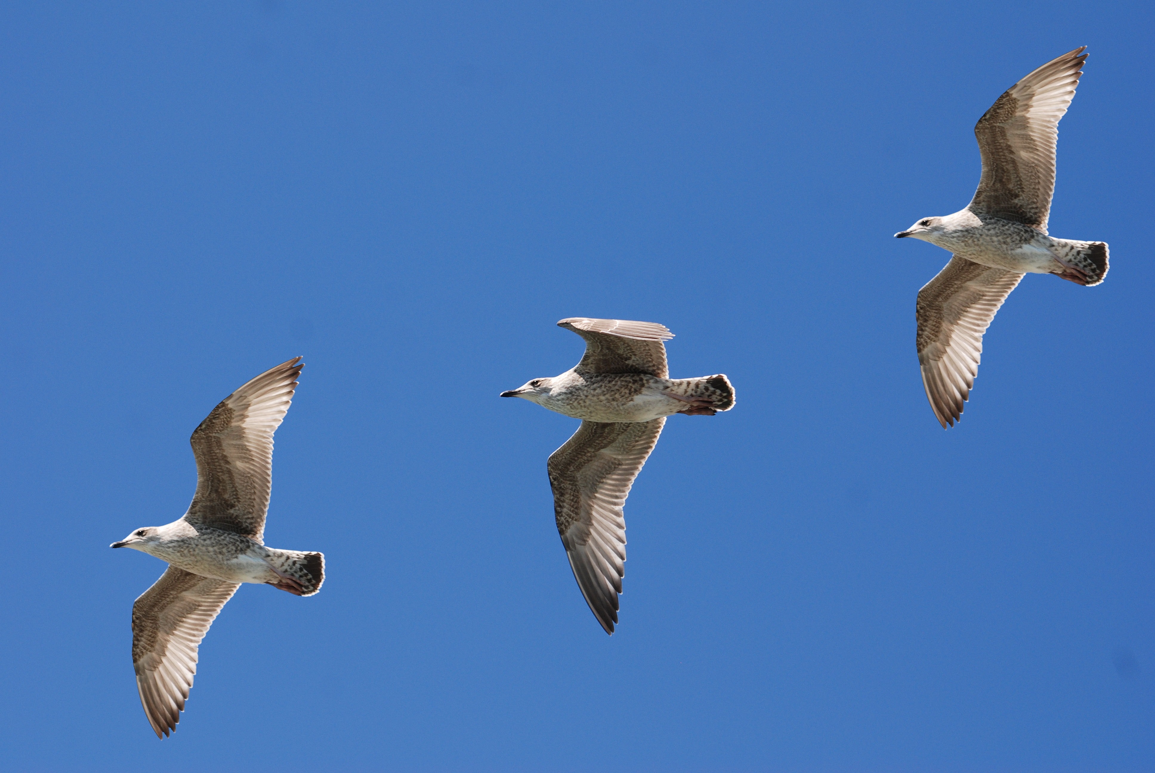 Free Photo 3 White Birds Flying Under Blue Sky Birds Feather Flight Free Download Jooinn