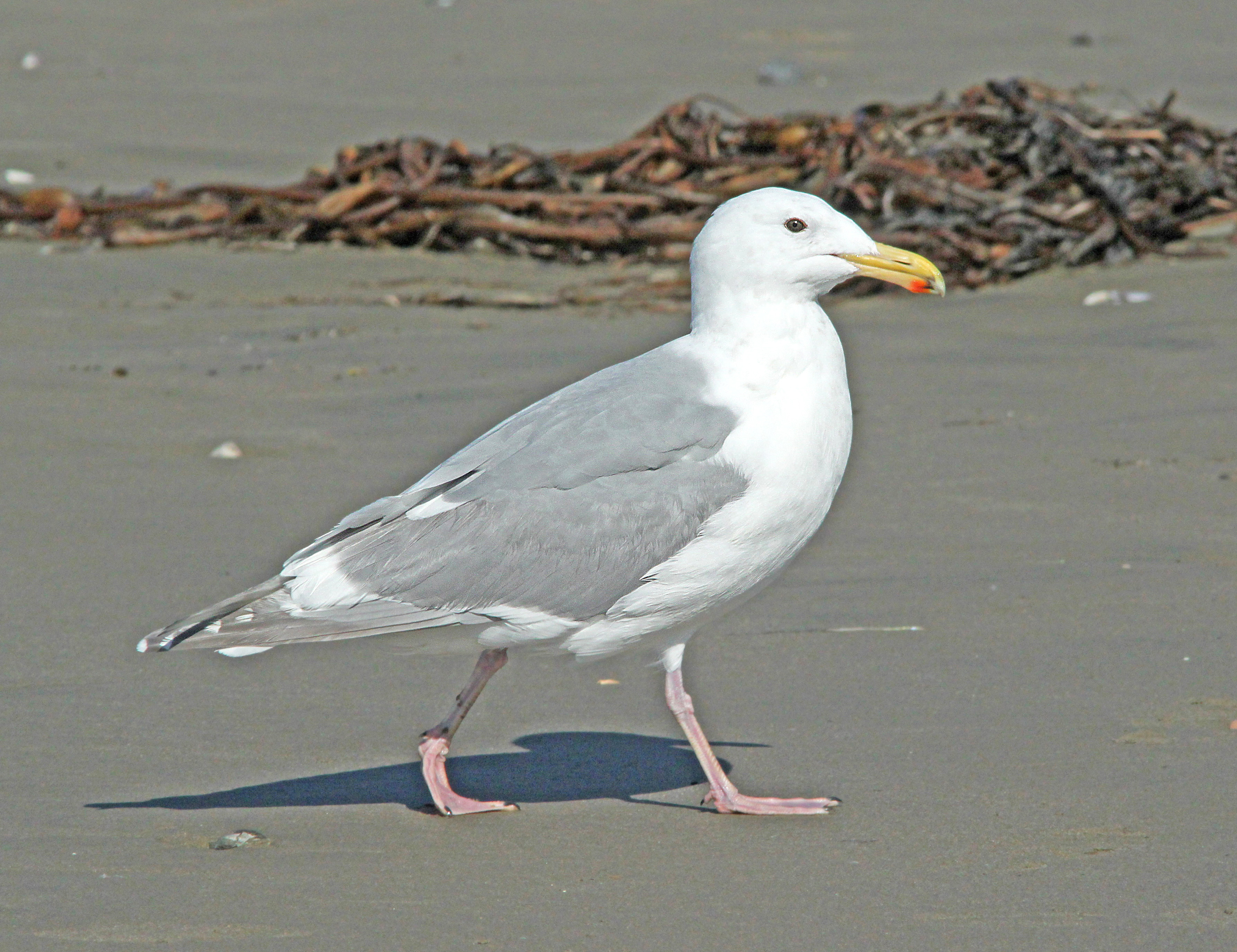 370 - glaucous-winged gull (3-22-10) adult, morro bay, slo co, ca (1) photo