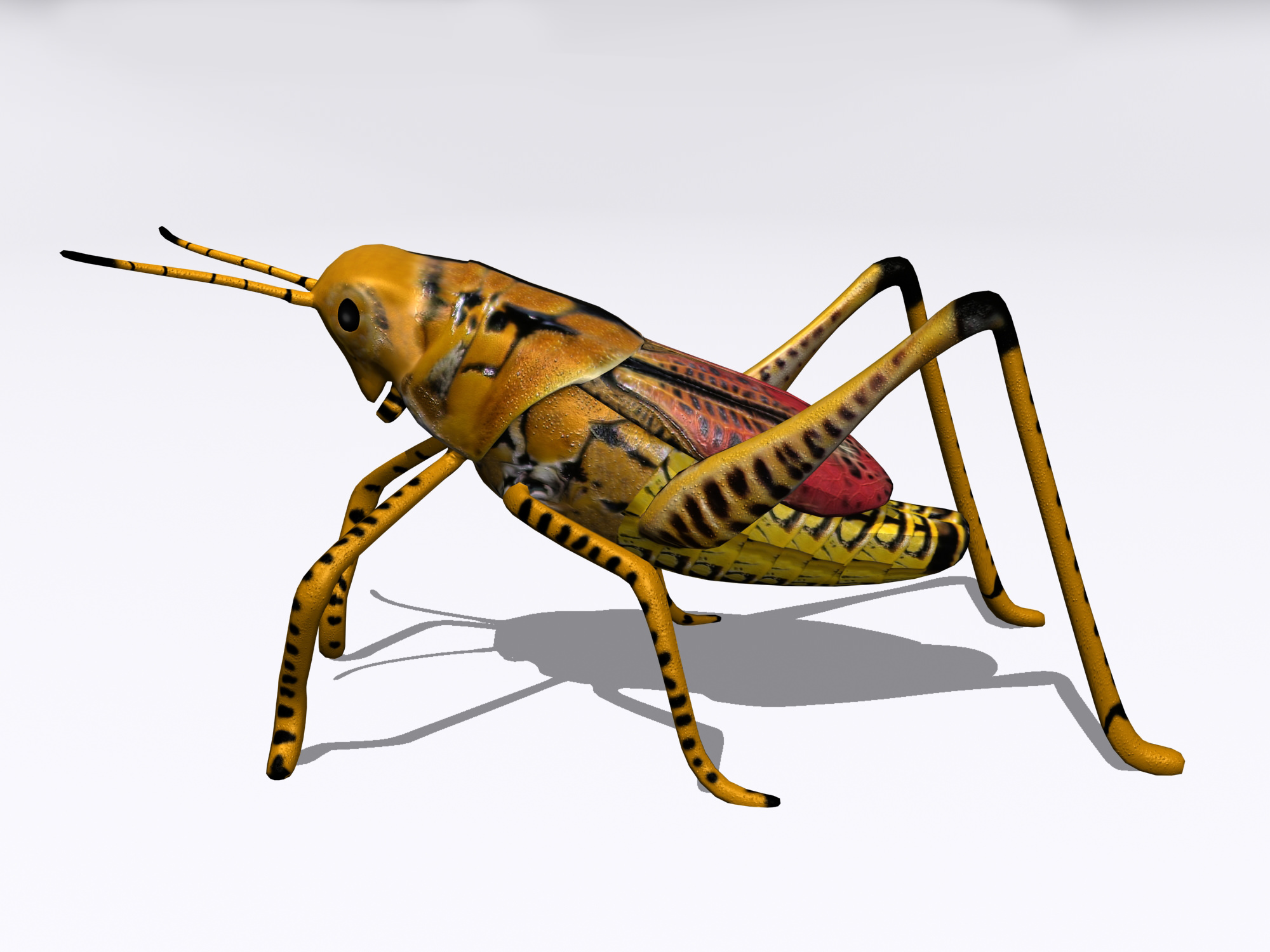 Grasshopper1 3D | CGTrader