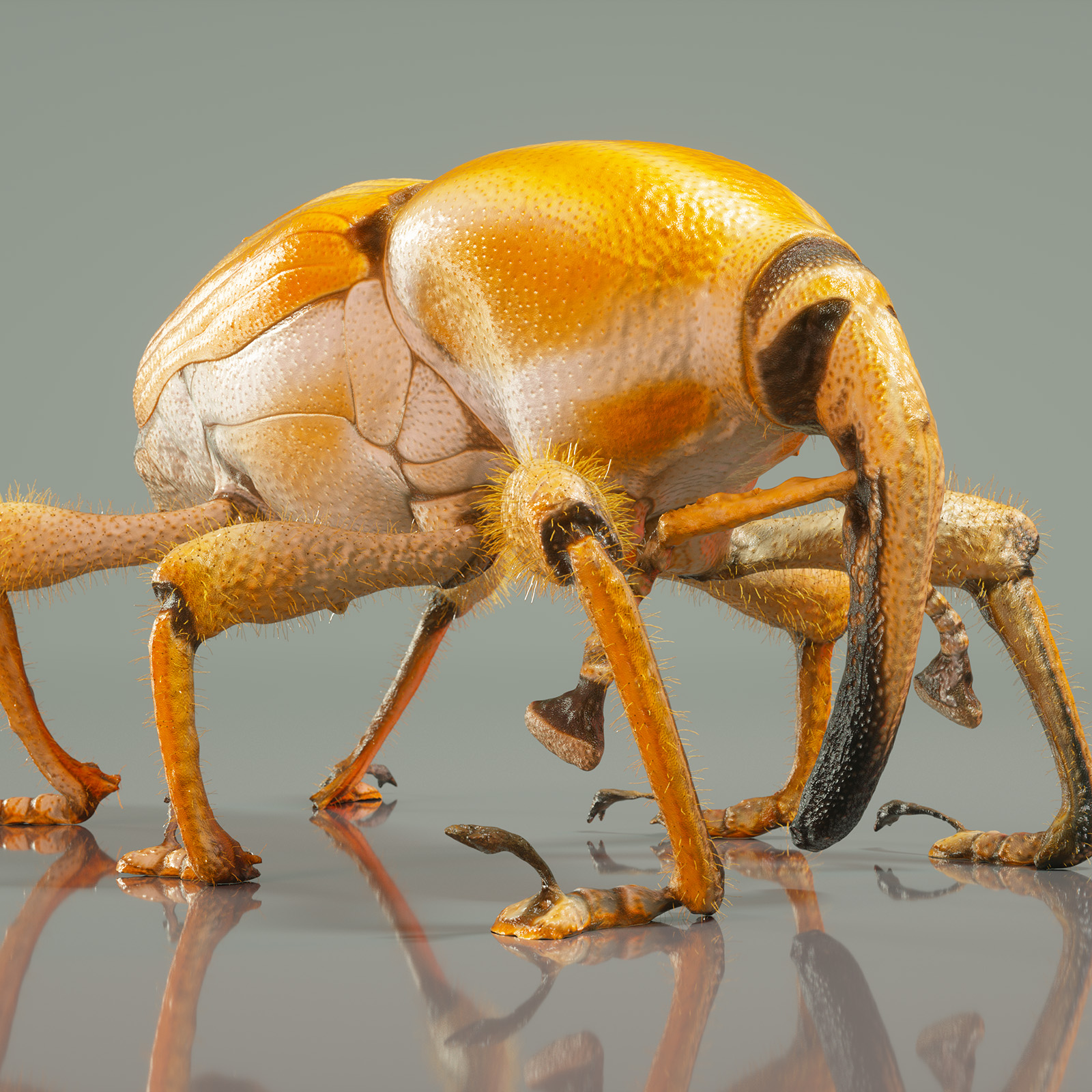 Who's into 3D scanning insects? | The Insect Collectors' Forum