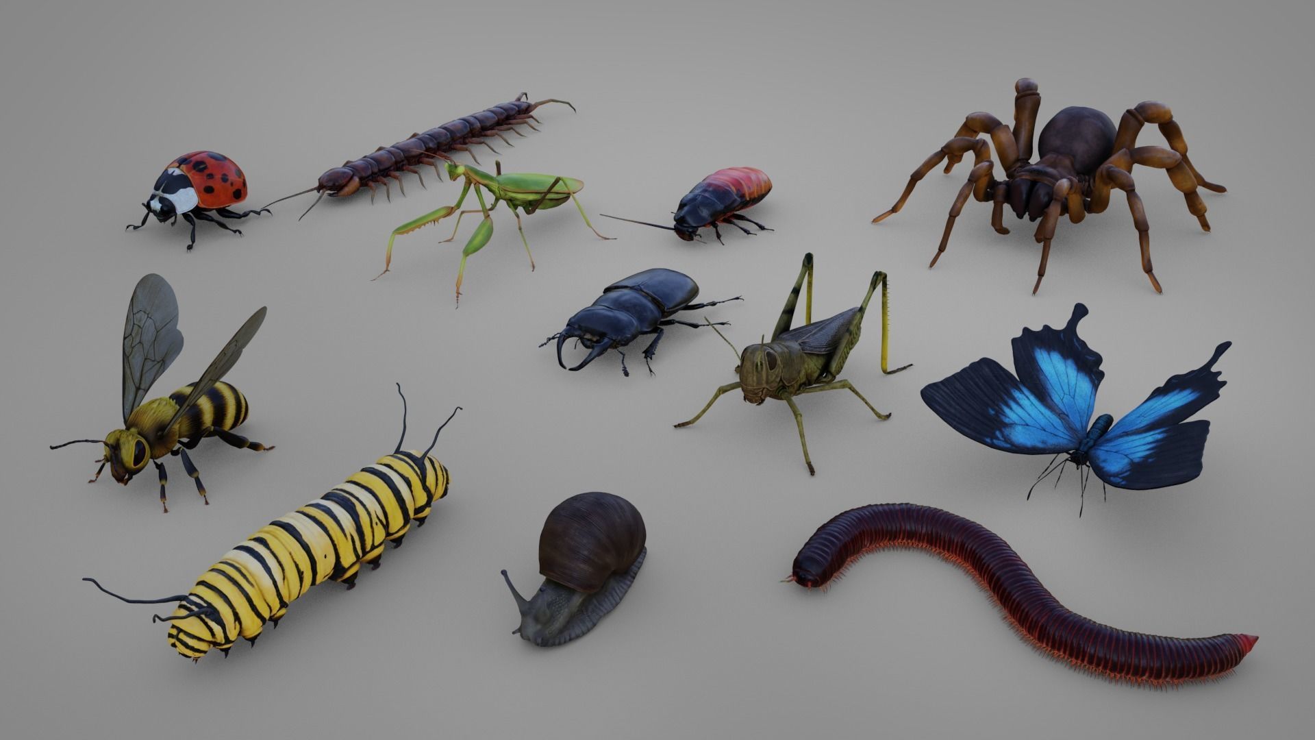 3D asset Realistic Bug Collection | CGTrader