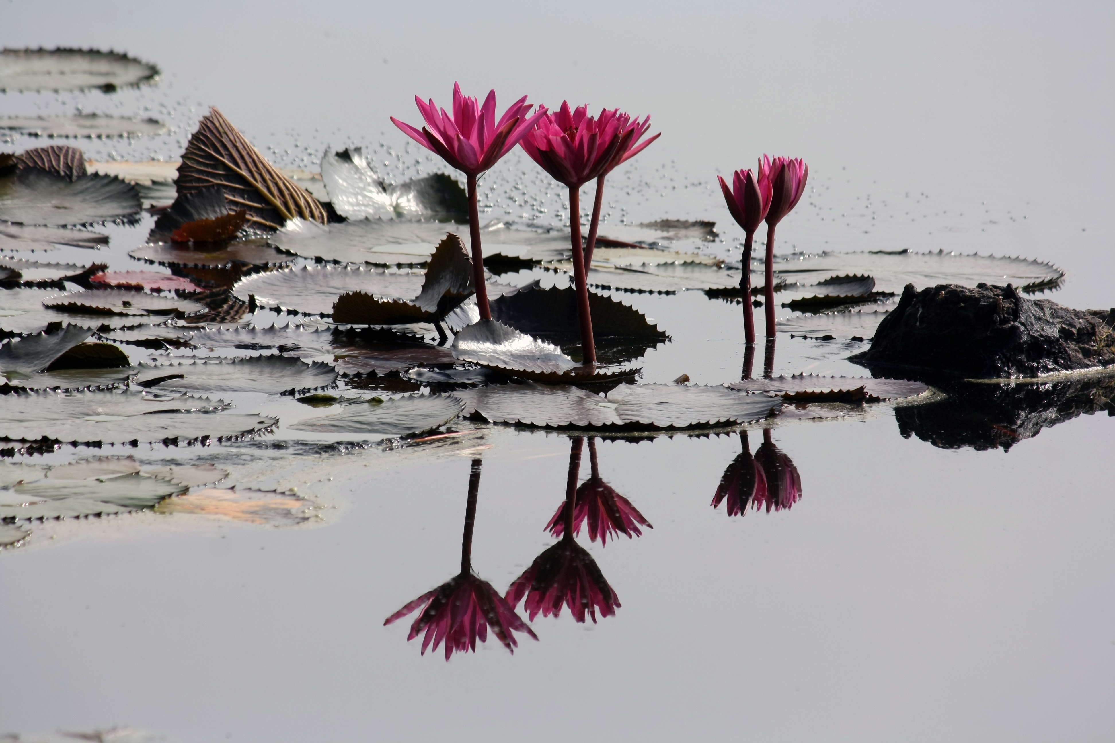 4 pink lilies on pond photo