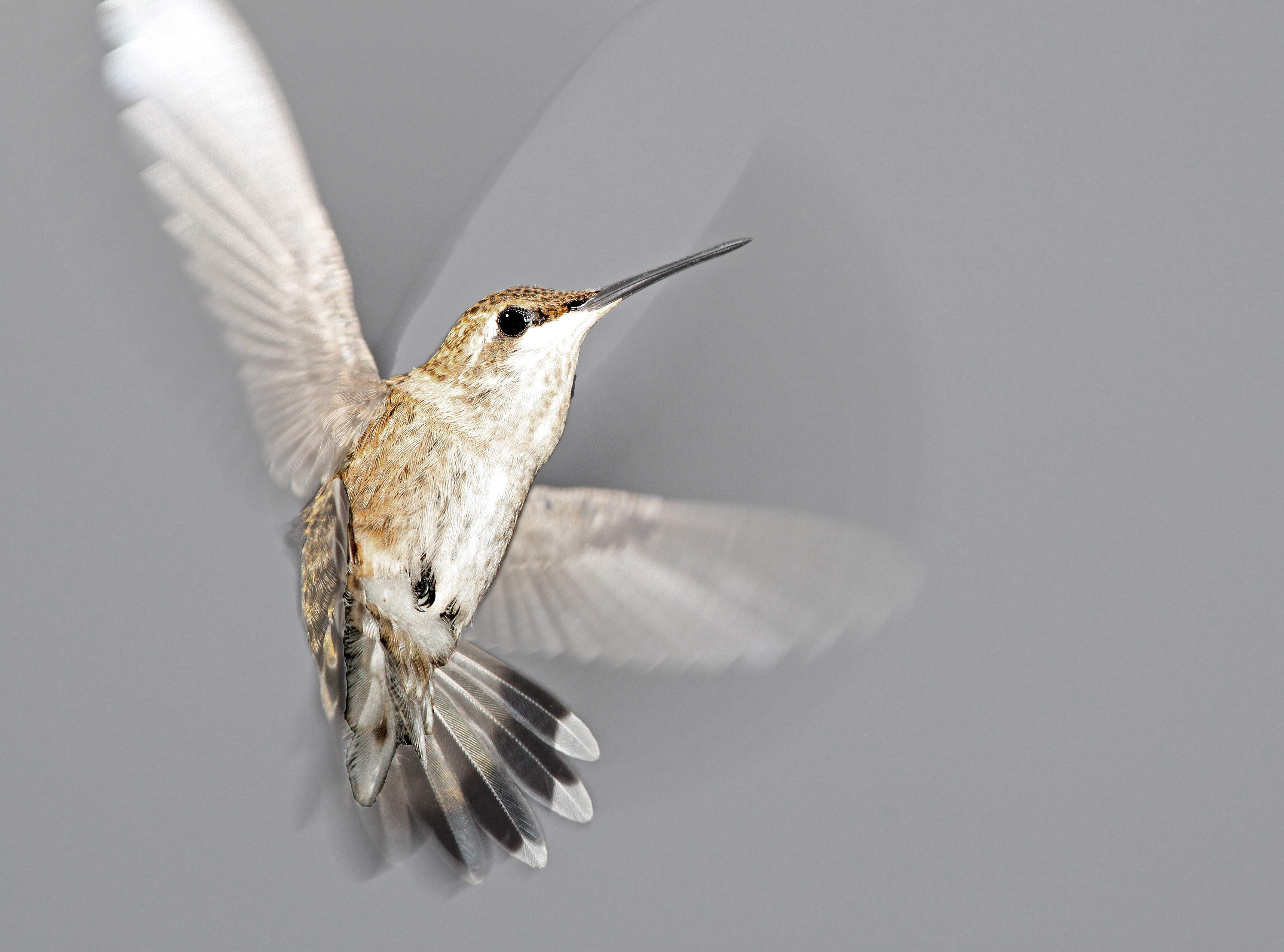 499 - black-chinned hummingbird (7-19-10) female, yard, patagonia, az - (2) photo