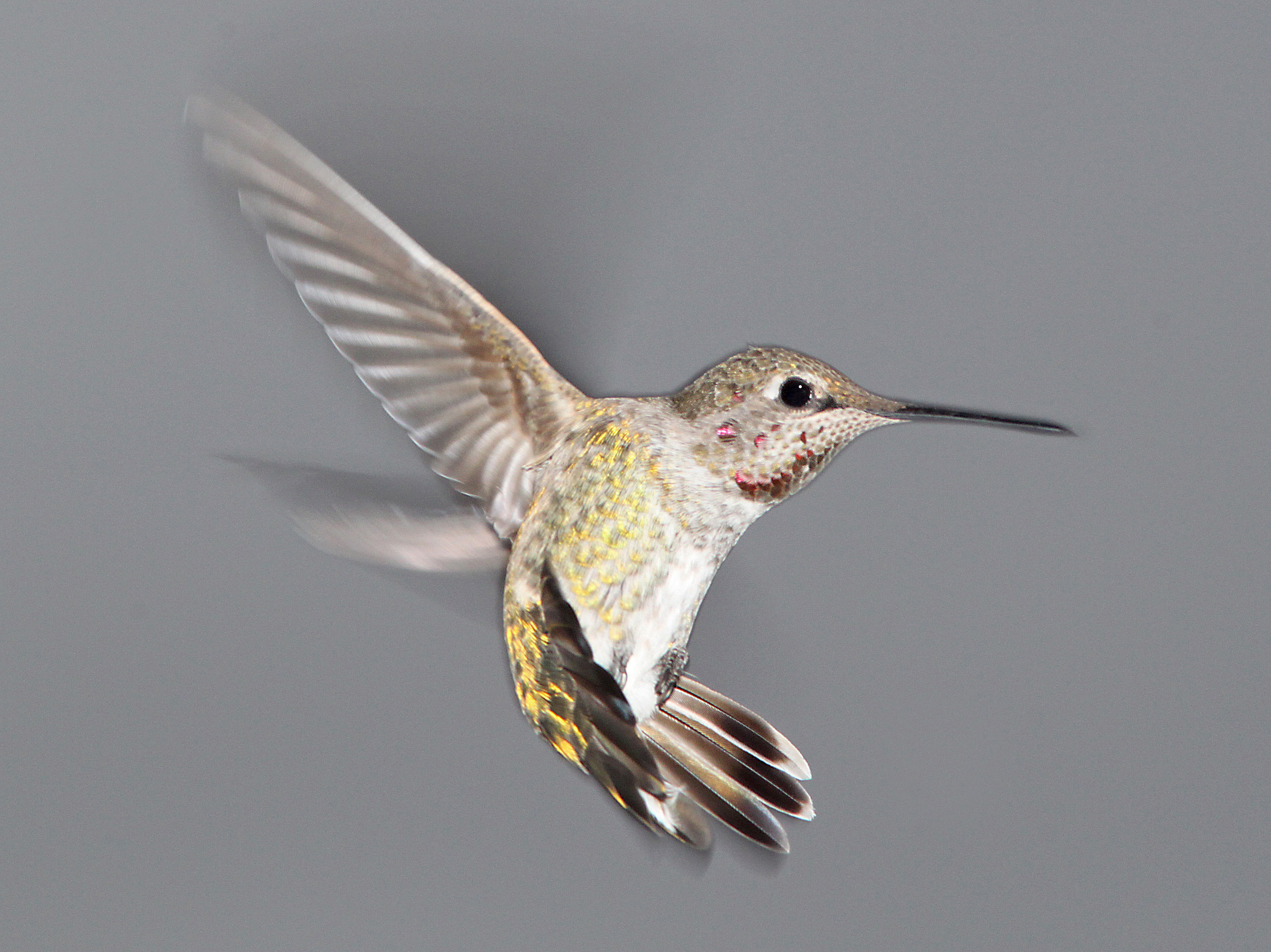 500 - anna's hummingbird (9-22-10) imm male, 78 circulo montana, pat lake ranch estates, scc, az -01 photo