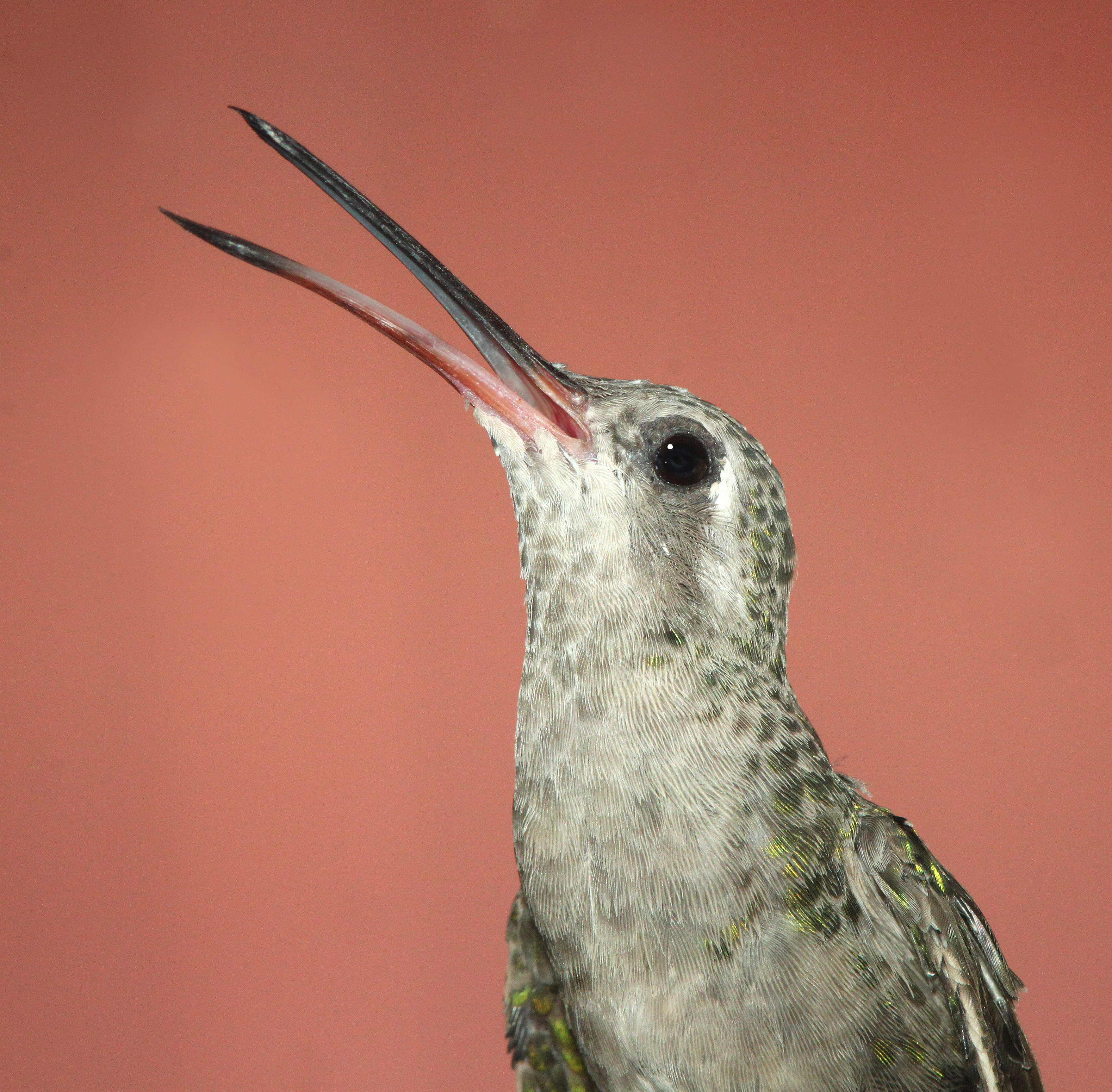 507 - broad-billed hummingbird (7-3-11) 78 circulo montana, patagonia lake ranch estates, scc, az -01 photo