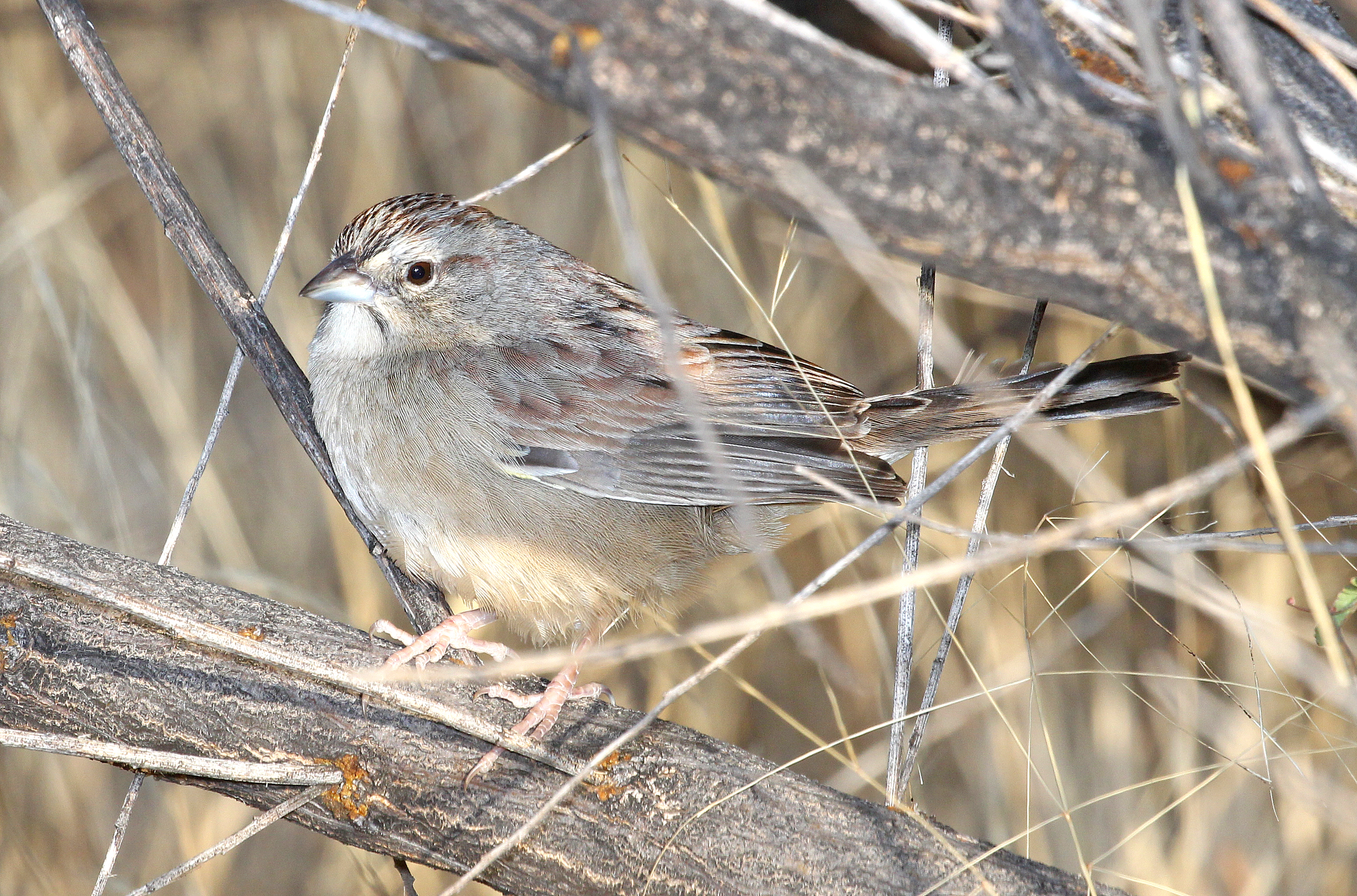 867 - botteri's sparrow (1-16-2018) lake patagonia ranch estates, santa cruz co, az -03 photo