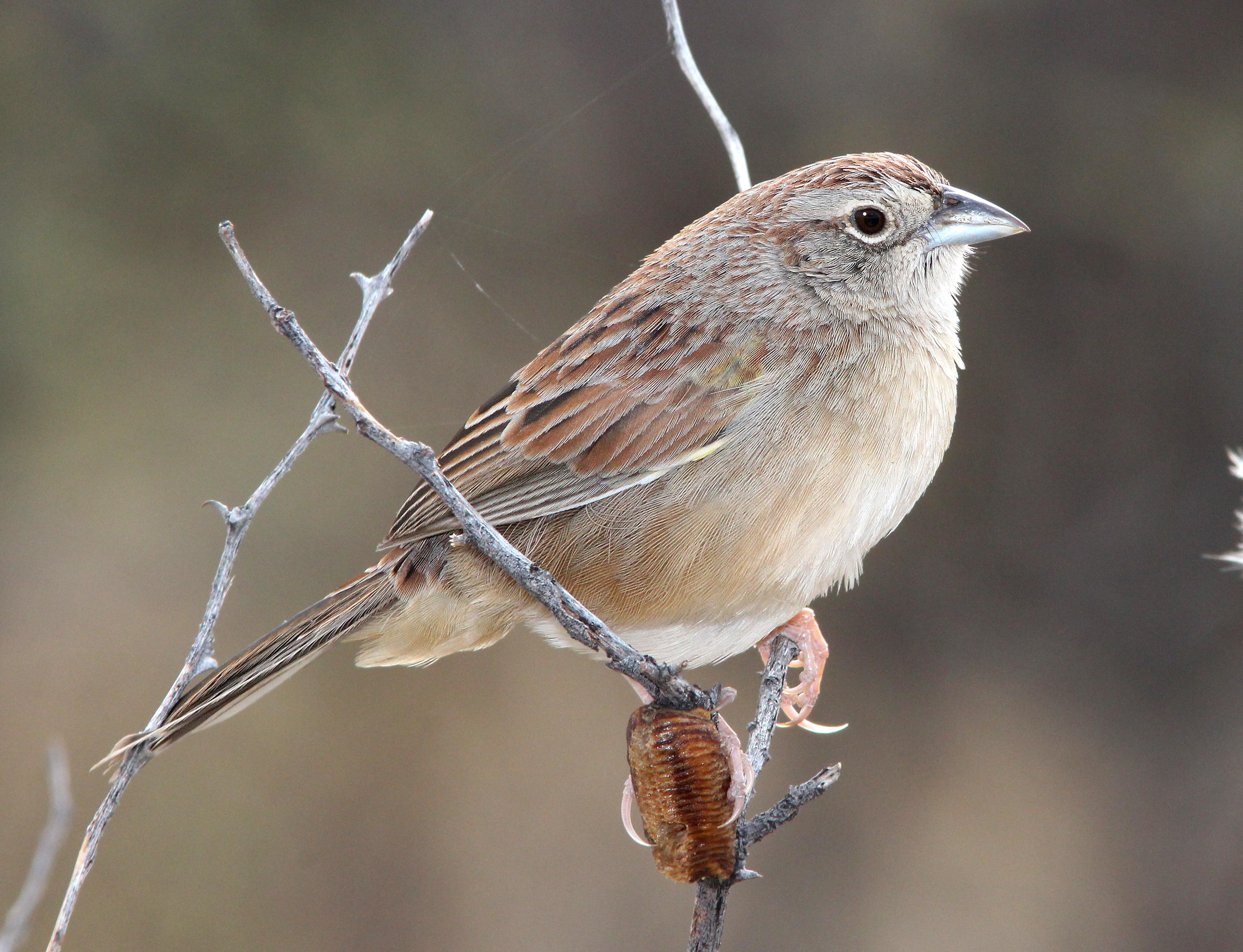 867 - botteri's sparrow (1-22-14) survey bird l, lado de loma, lake patagonia ranch estates, scc, az -01 photo
