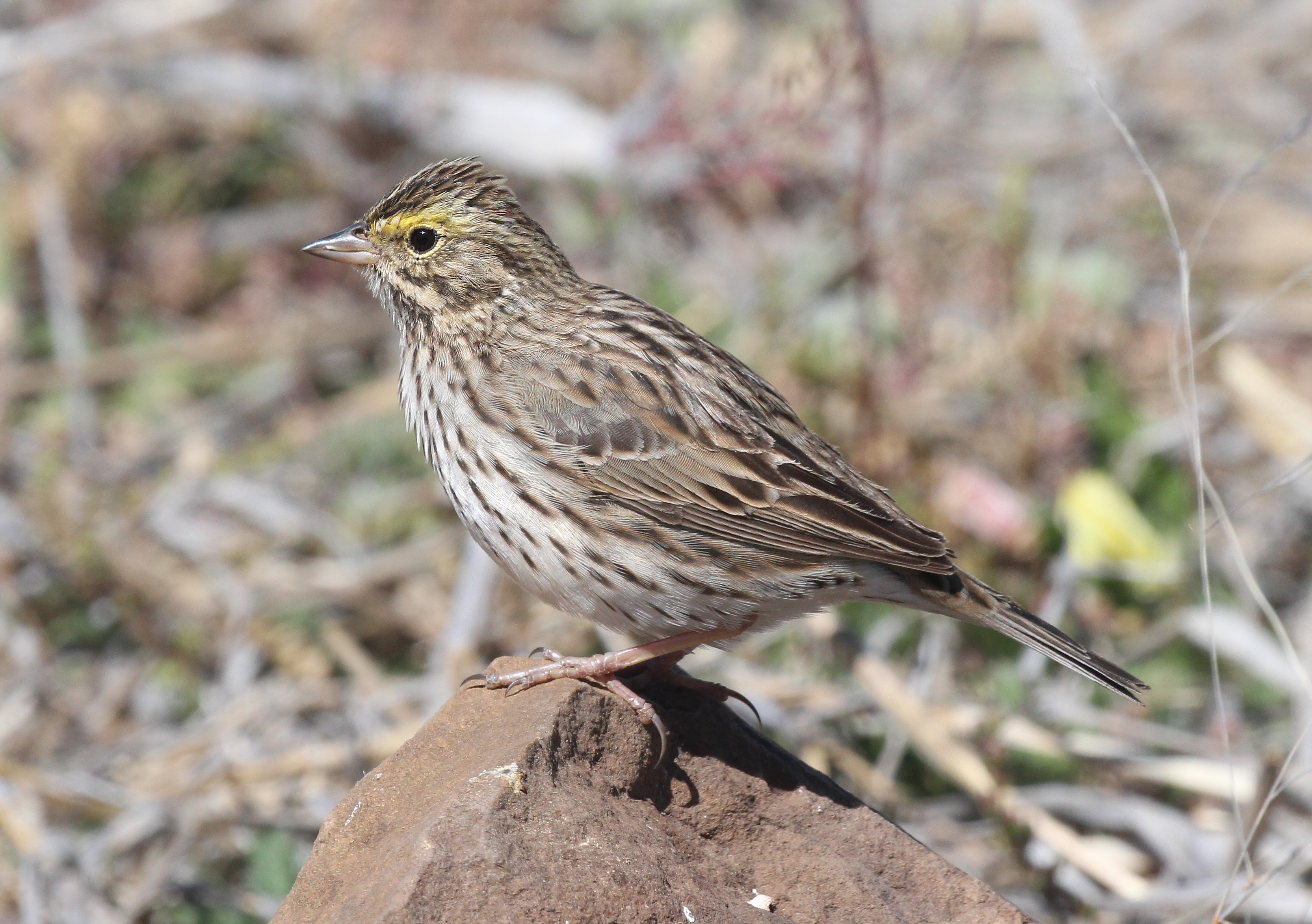 883 - savannah sparrow (4-25-2015) san rafael grasslands, santa cruz co, az -01 photo