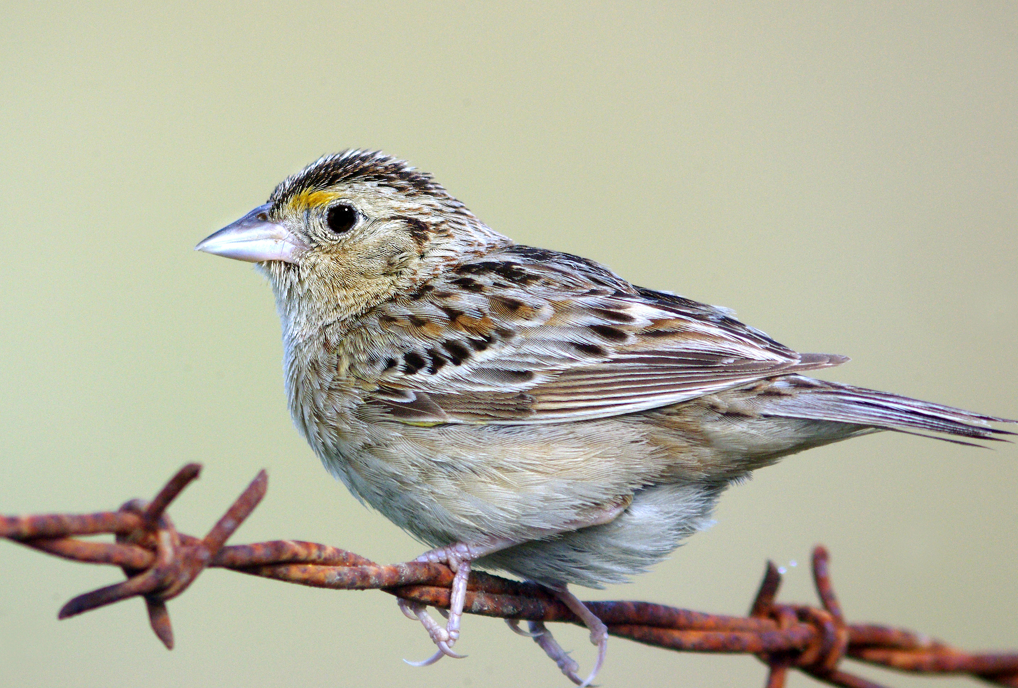 884 - grasshopper sparrow (5-5-09) walker creek, slo co, ca (6) photo