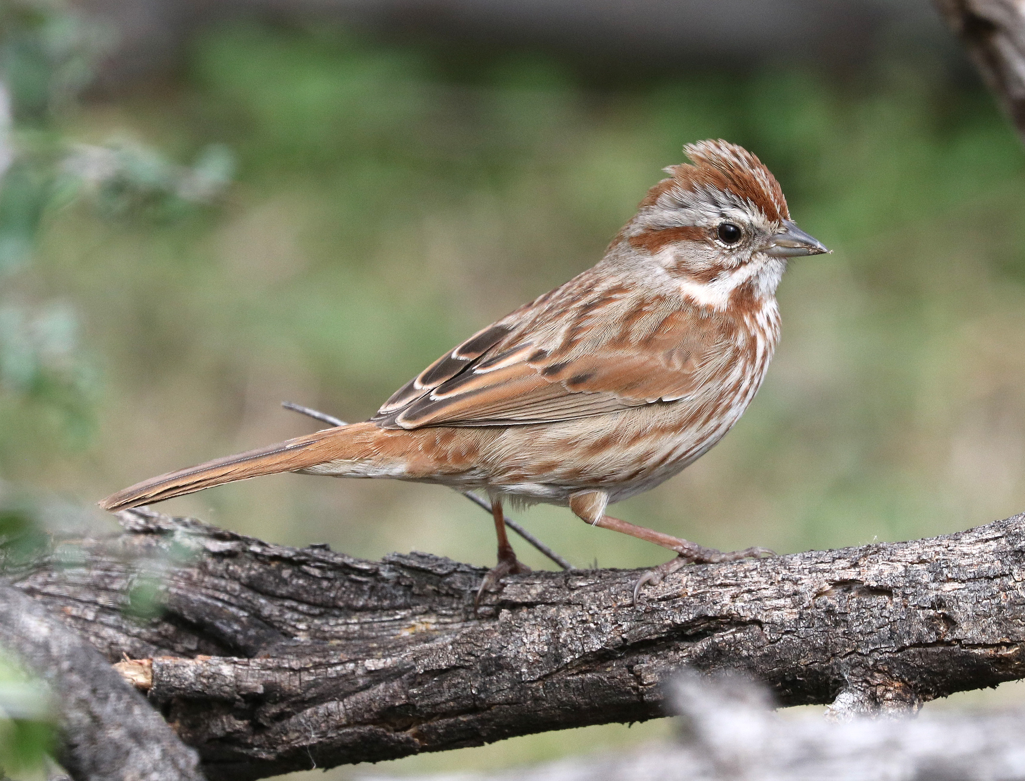 892 - song sparrow (2-5-2017) patagonia lake, santa cruz co, az -01 photo