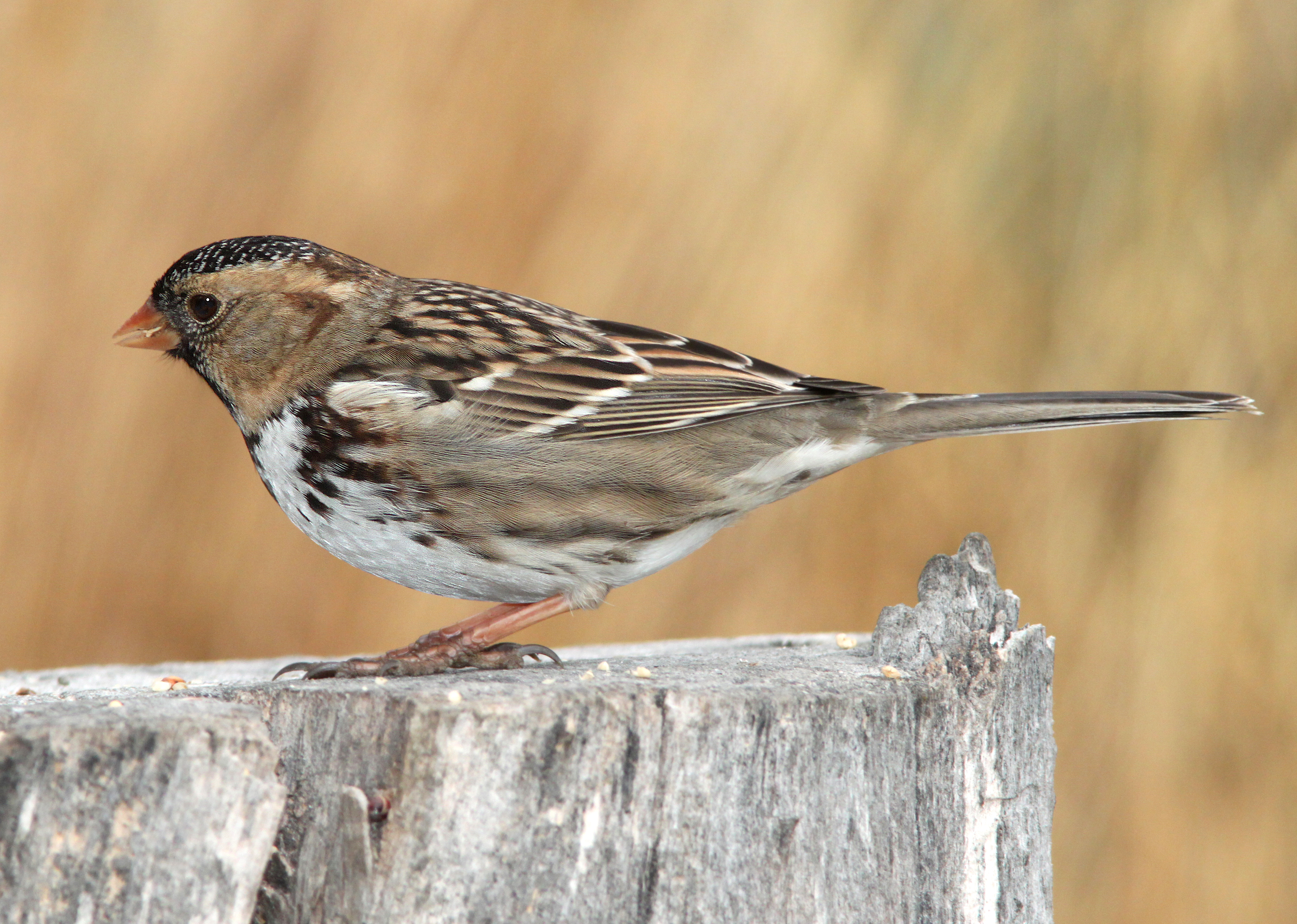 896 - harris's sparrow (11-29-09) farmington, nm (22) photo