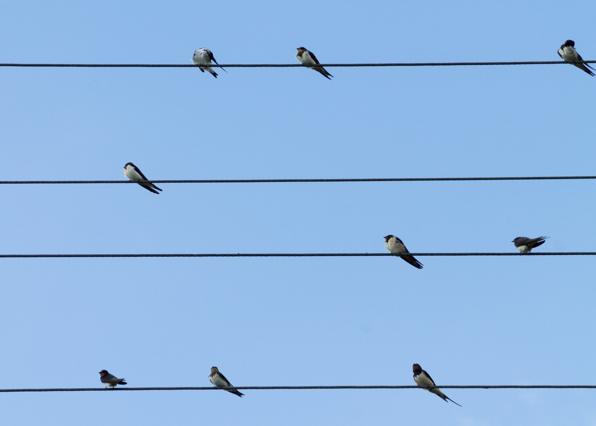 9 birds perched on 4 electric lanes photo