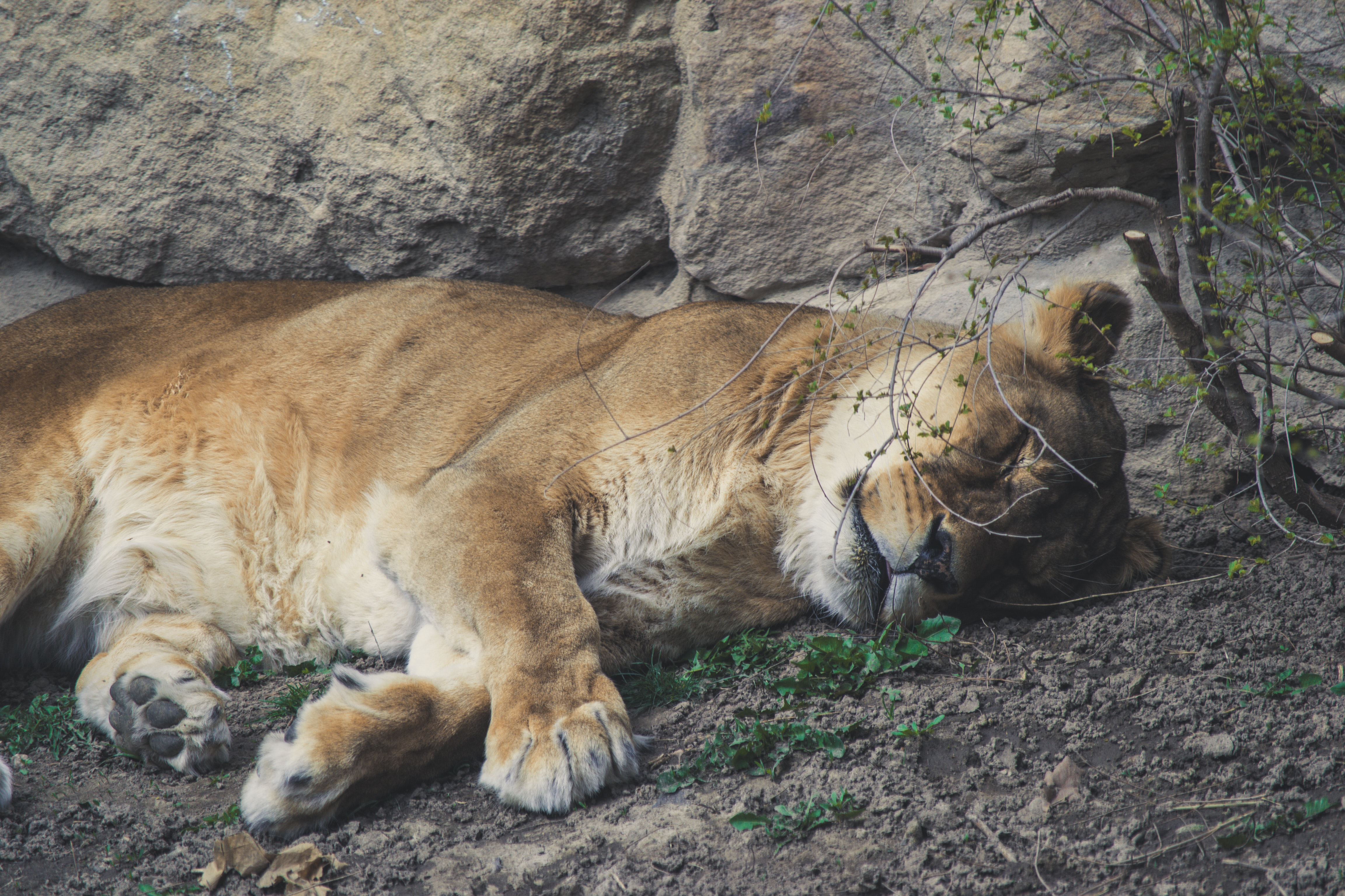 A beautiful golden tiger sleeps near a large stone photo