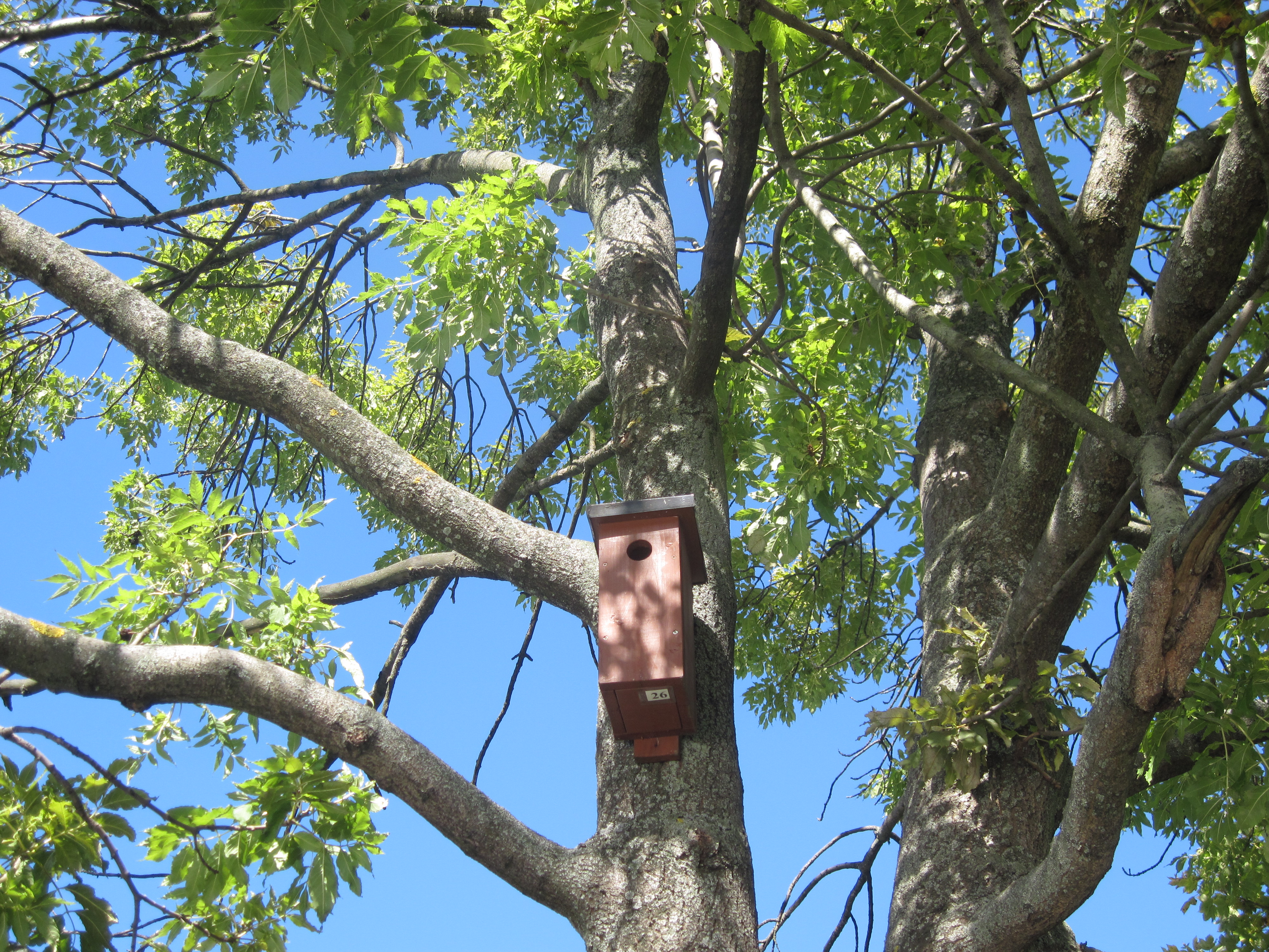 A birdhouse on a tree photo