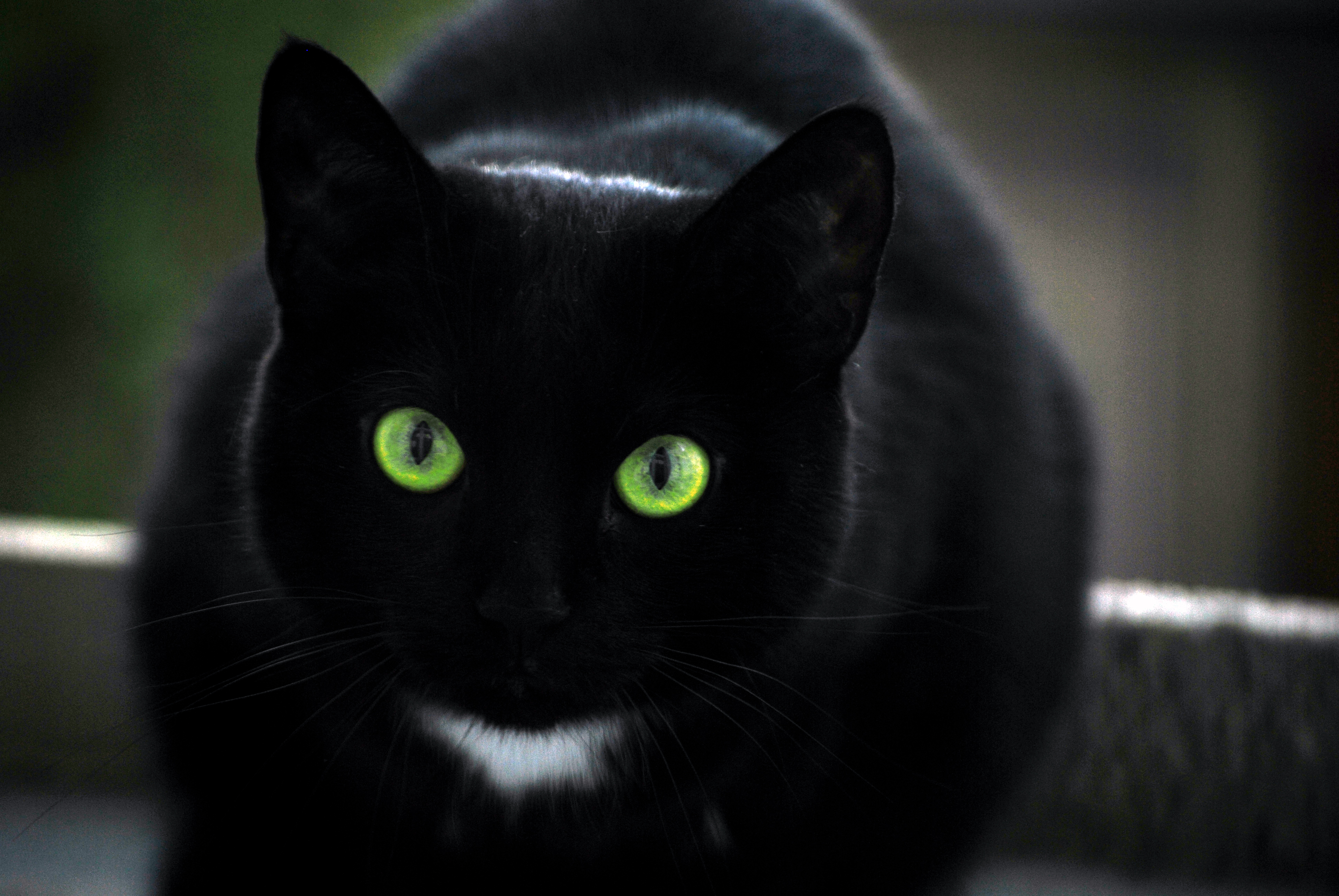 Why We Think Black Cats are Not As Notorious As You Think - They Are ...