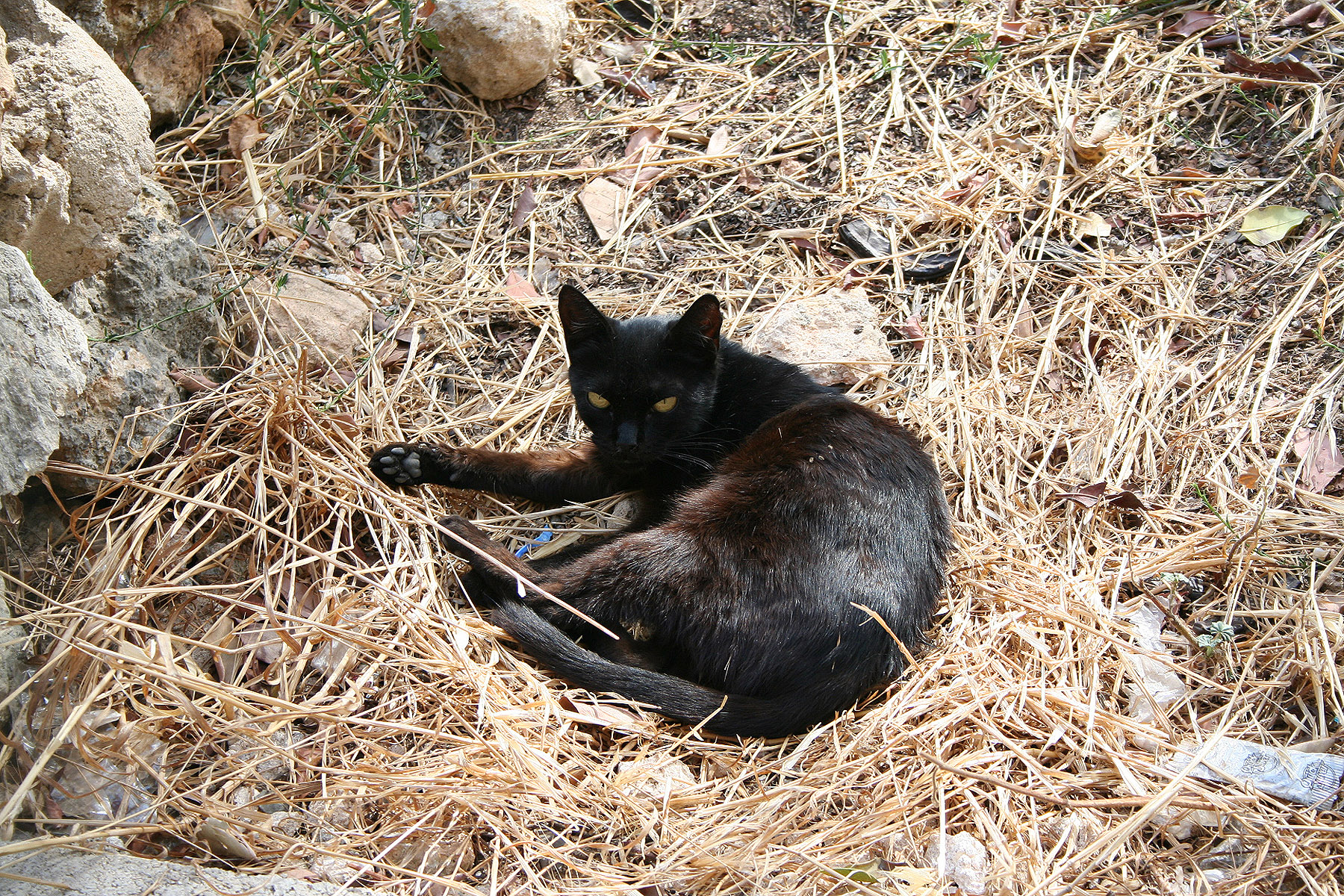 A black cat, Badluck, Black, Cat, Lying, HQ Photo